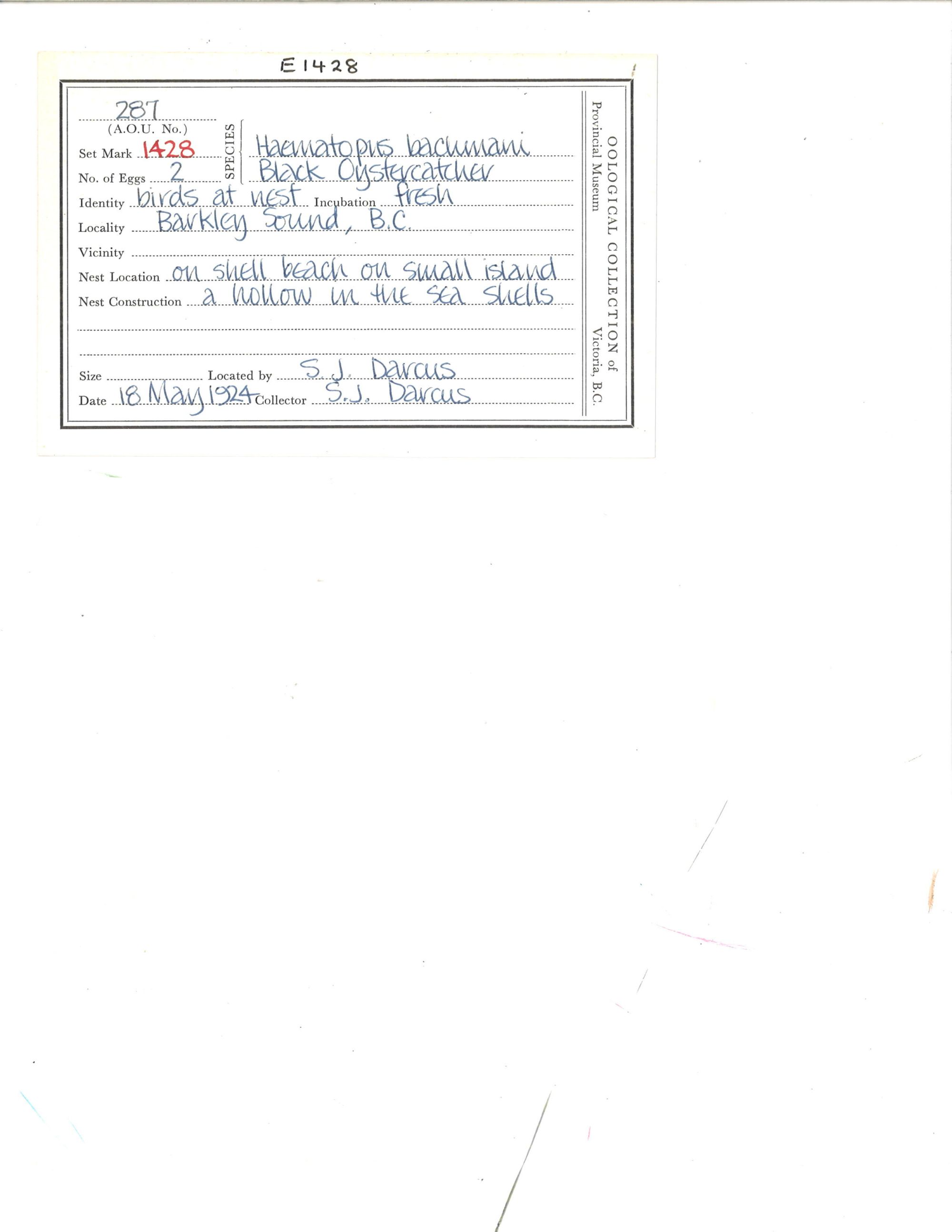 Image representing Haematopus bachmani.