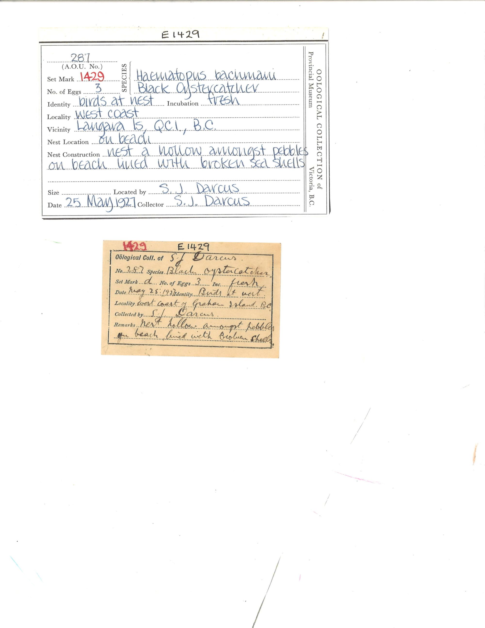 Image representing Haematopus bachmani.