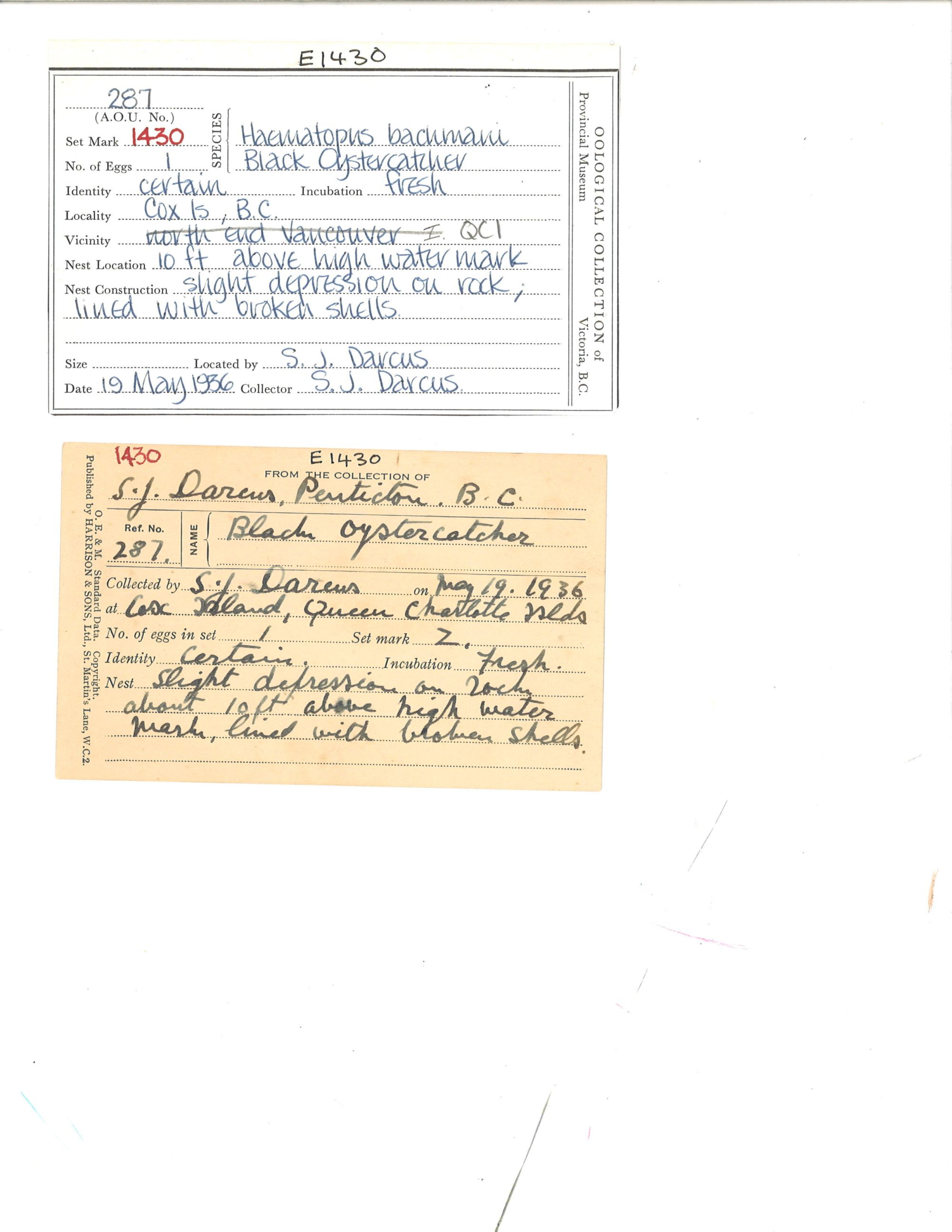 Image representing Haematopus bachmani.