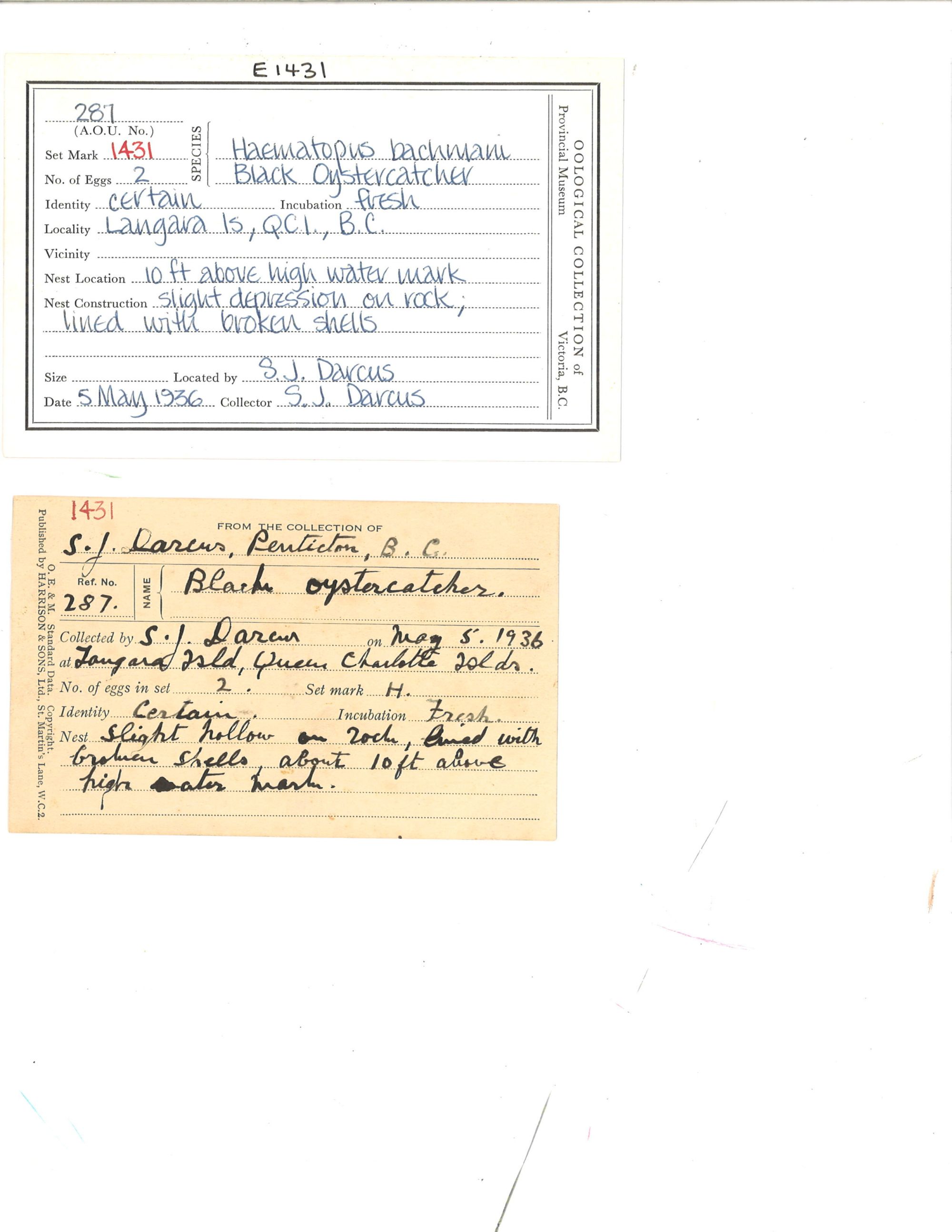 Image representing Haematopus bachmani.