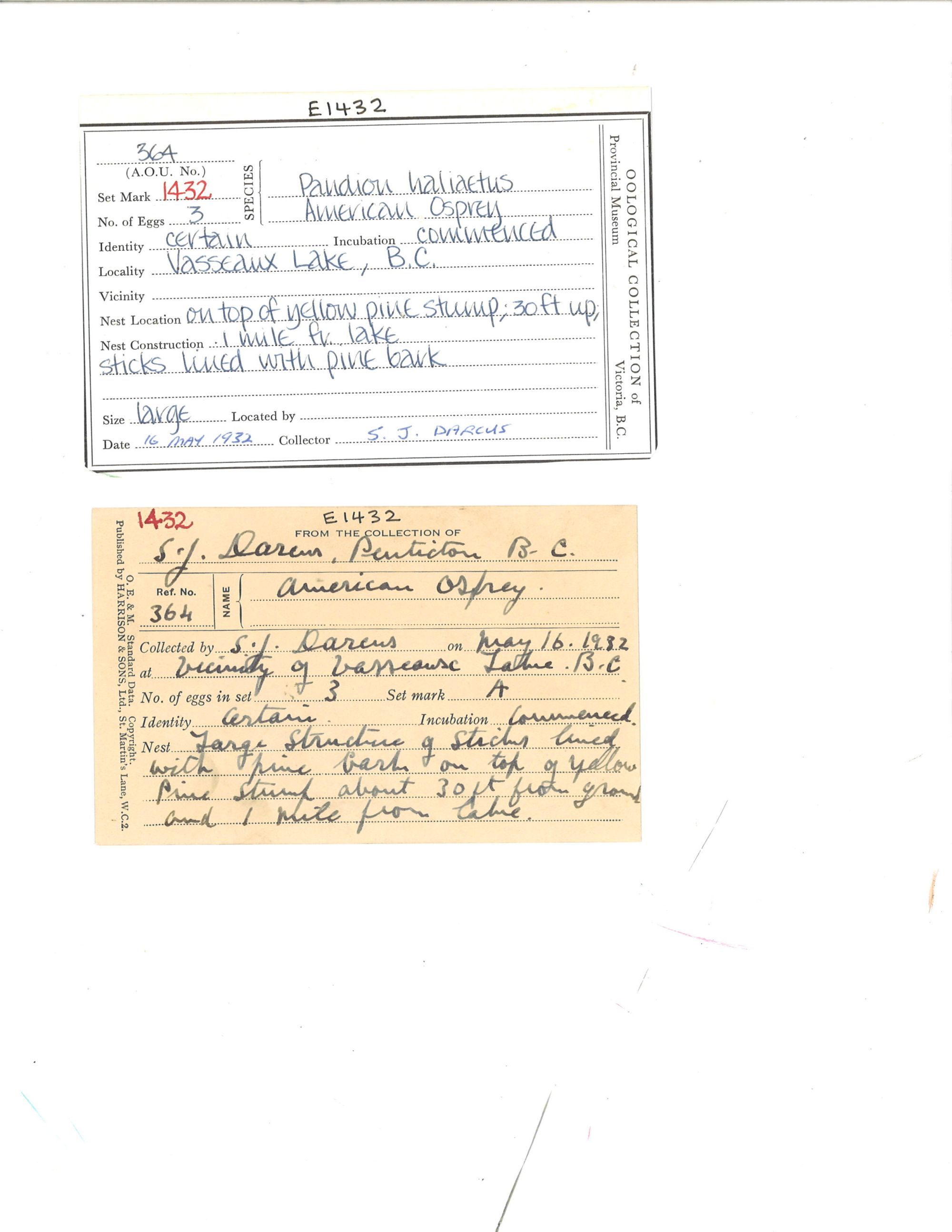 Image representing Pandion haliaetus.