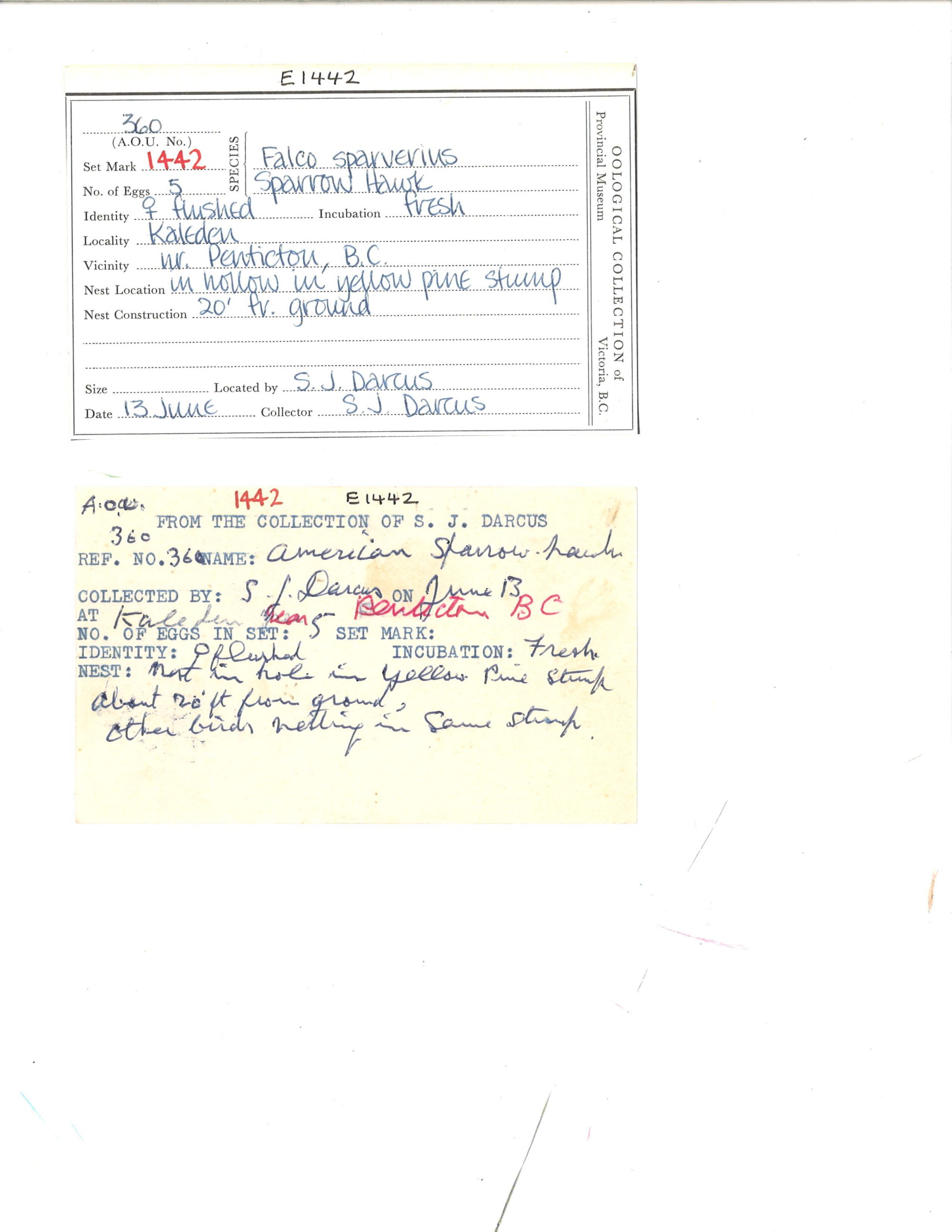 Image representing Falco sparverius.