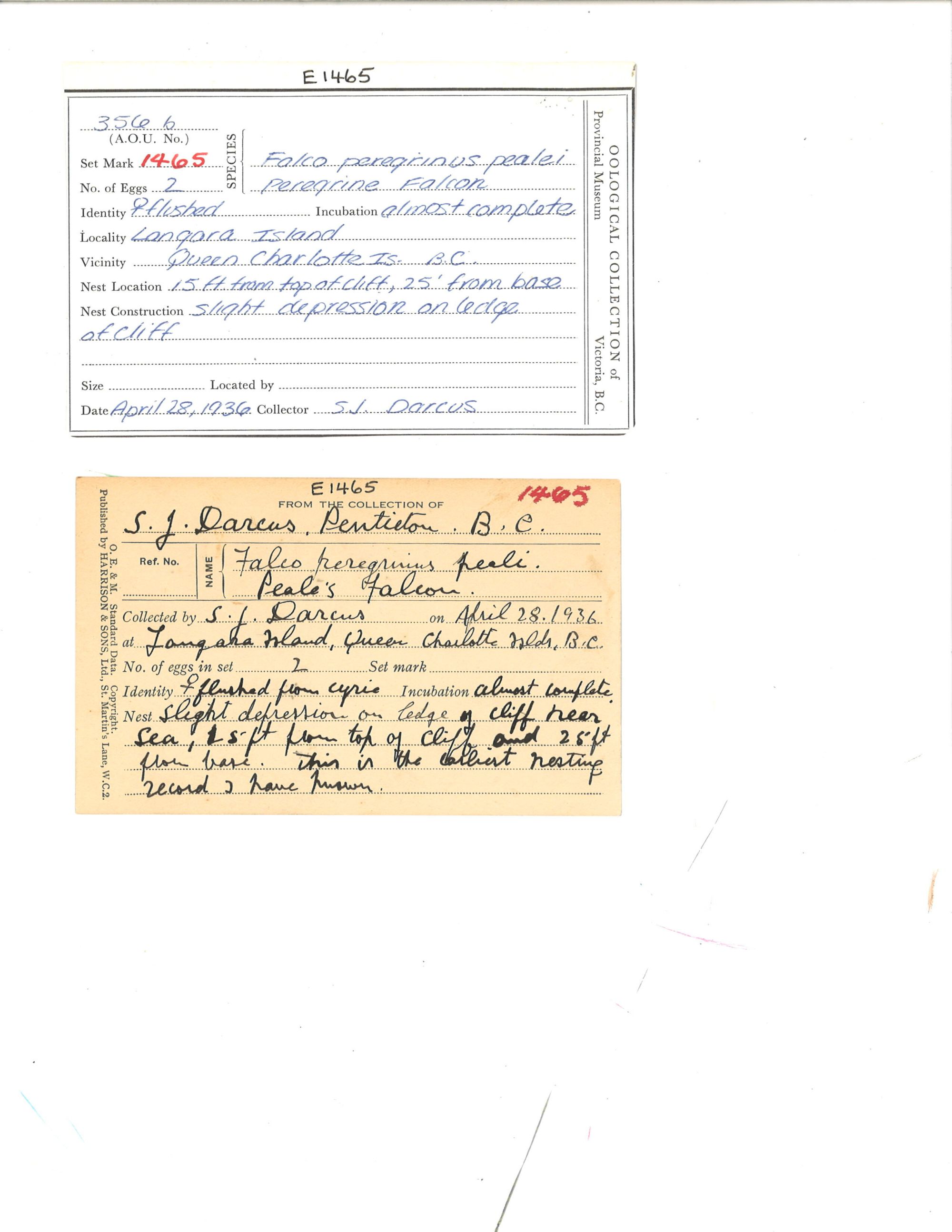 Image representing Falco peregrinus.