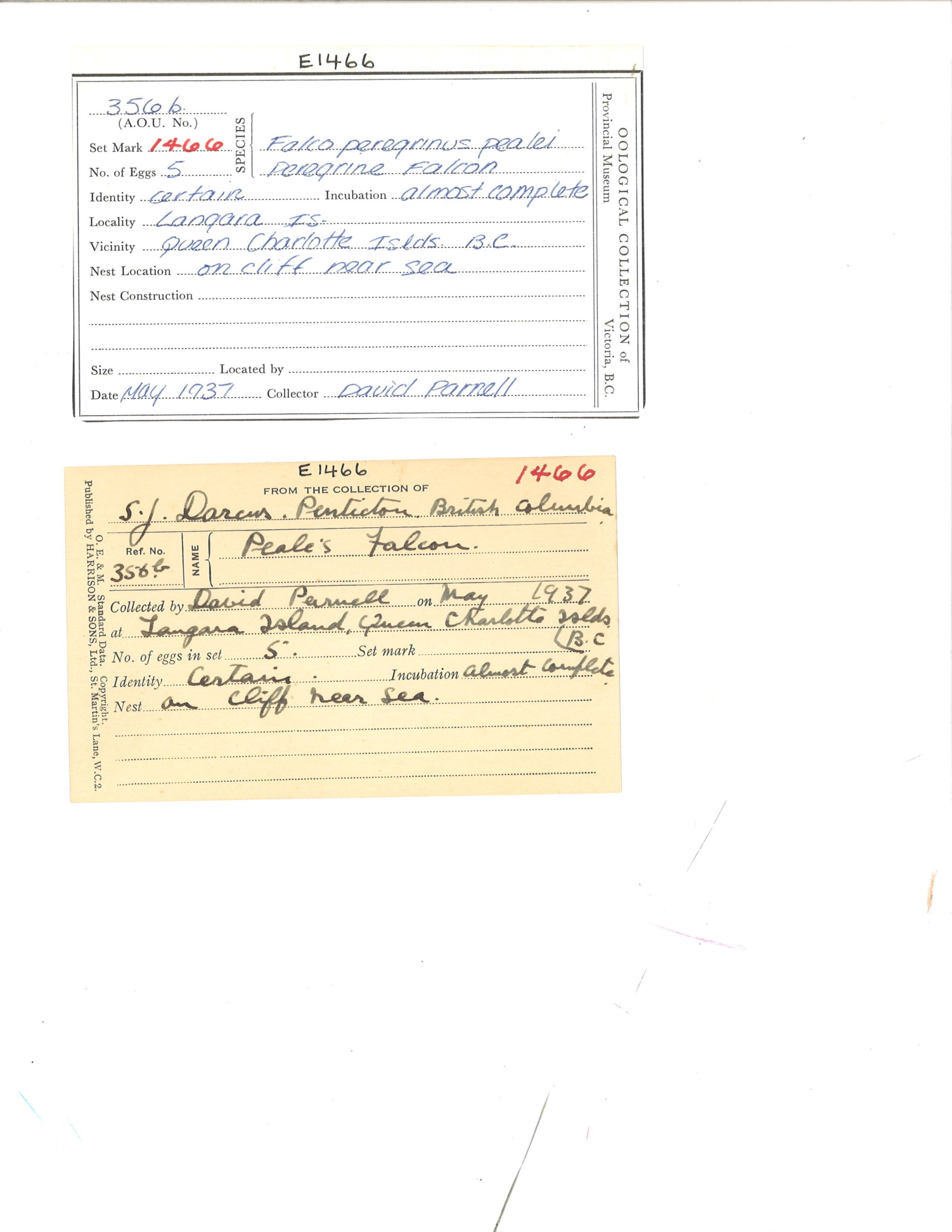 Image representing Falco peregrinus.