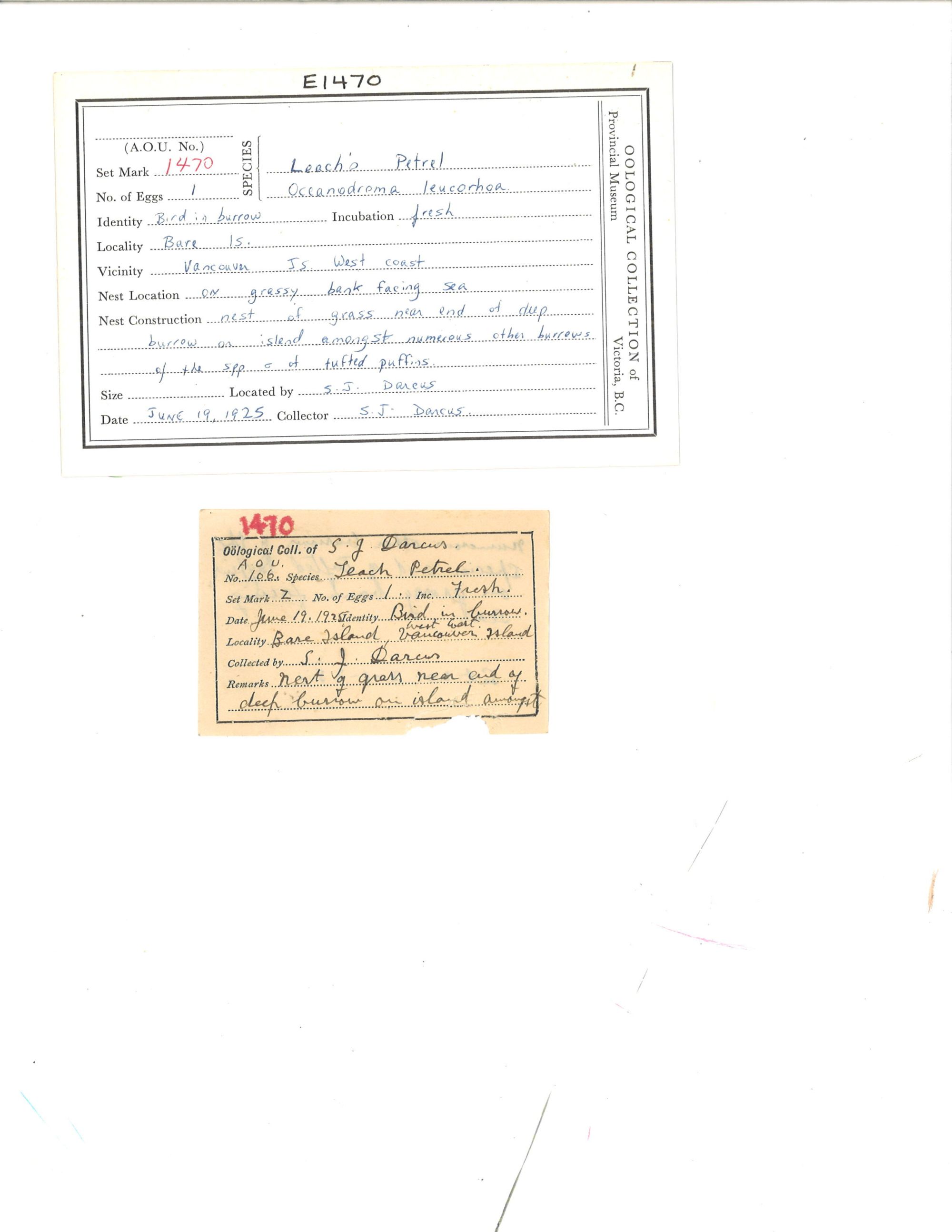 Image representing Hydrobates leucorhous.