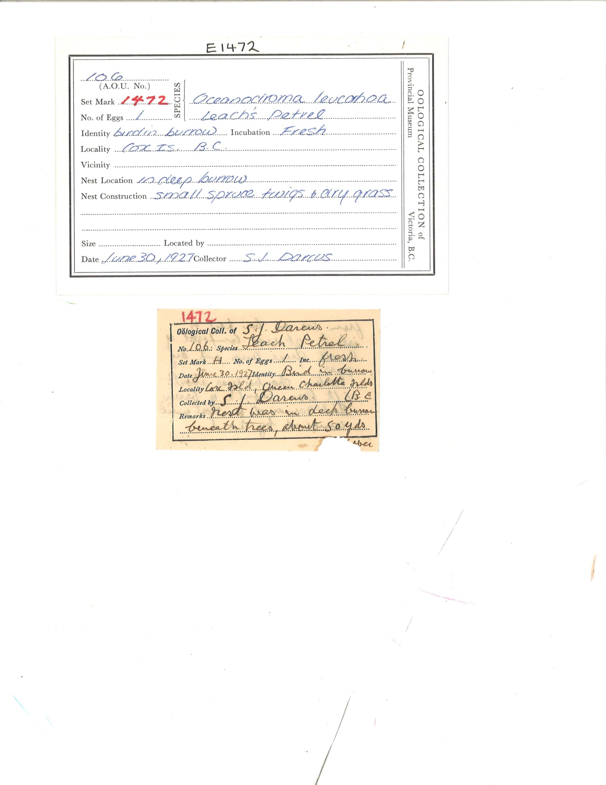 Image representing Hydrobates leucorhous.