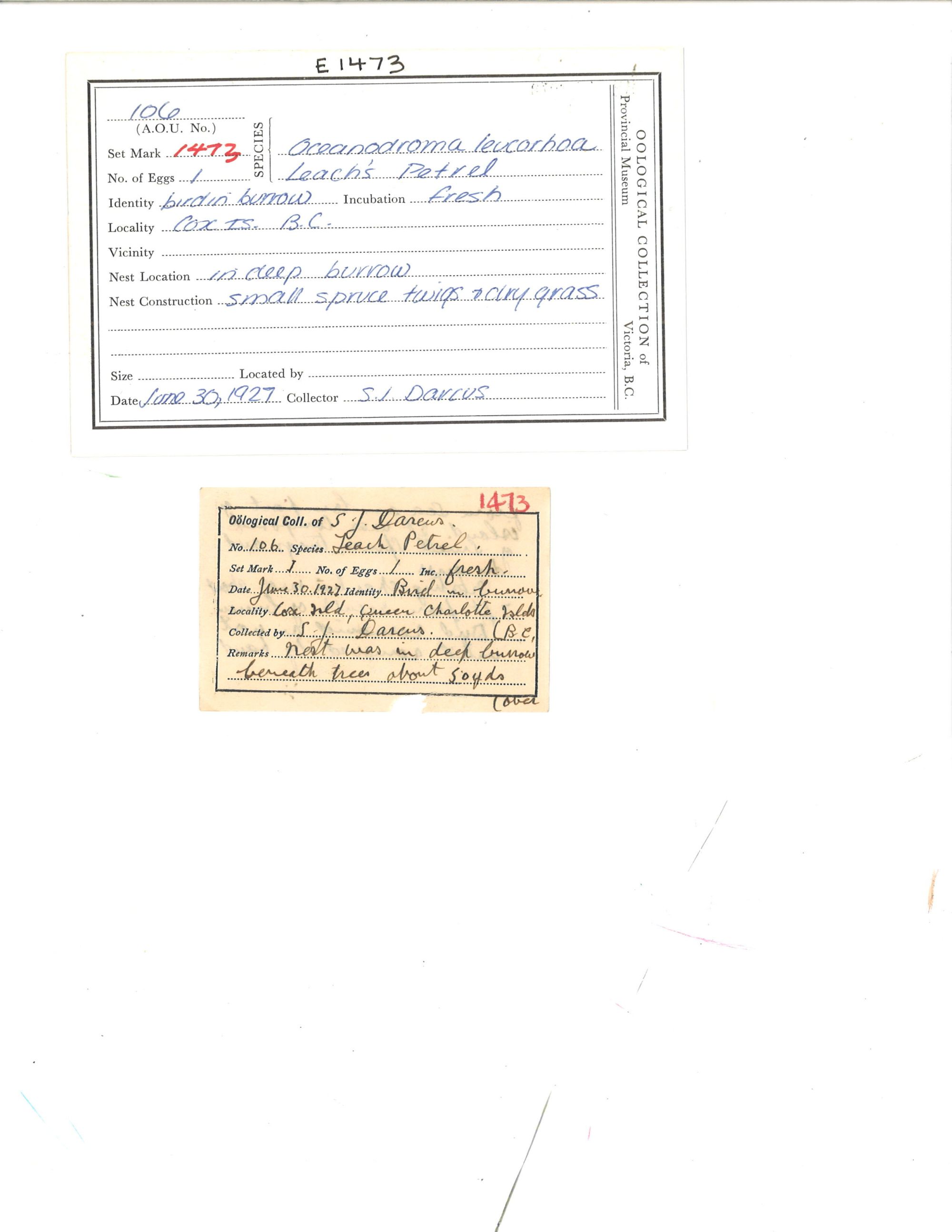 Image representing Hydrobates leucorhous.