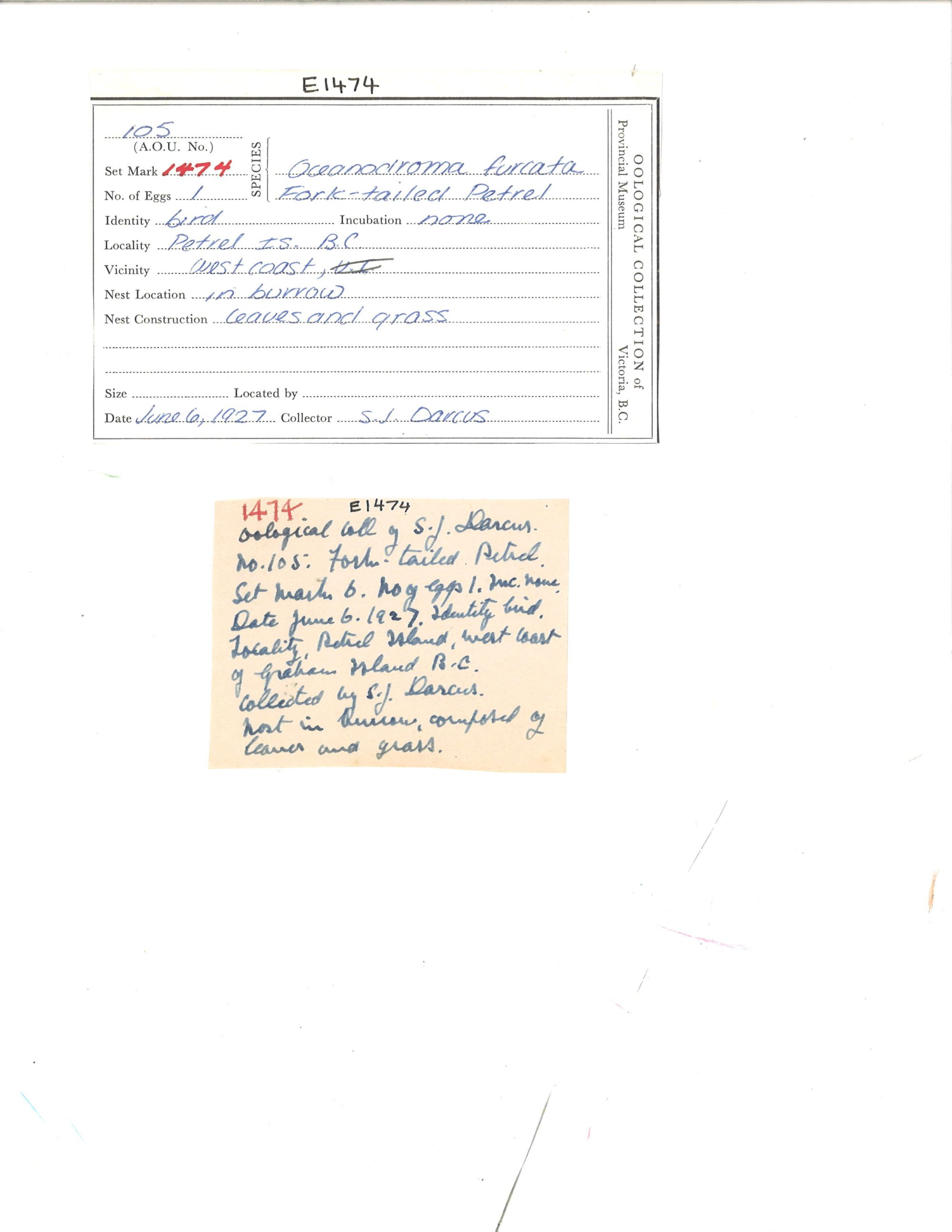 Image representing Hydrobates furcatus.