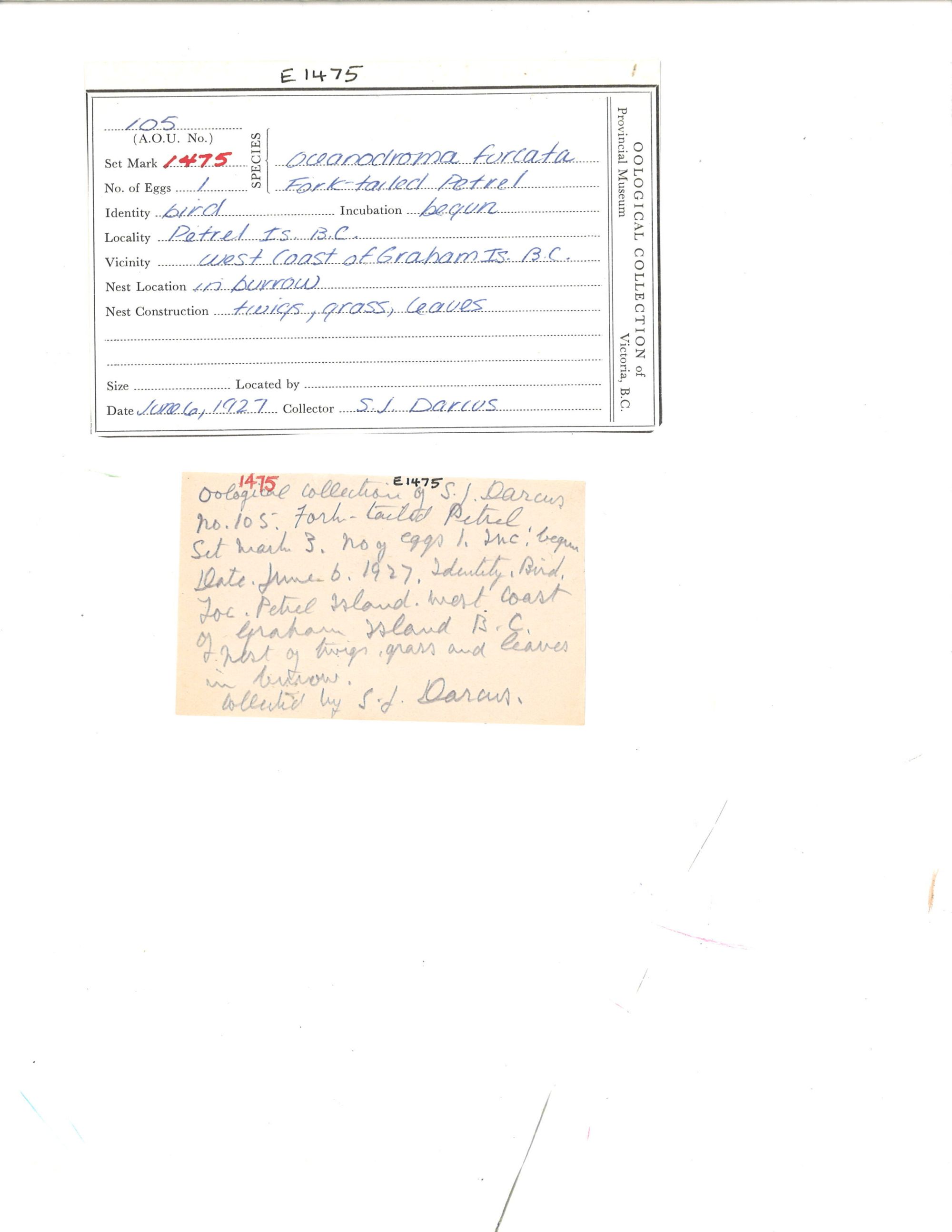 Image representing Hydrobates furcatus.