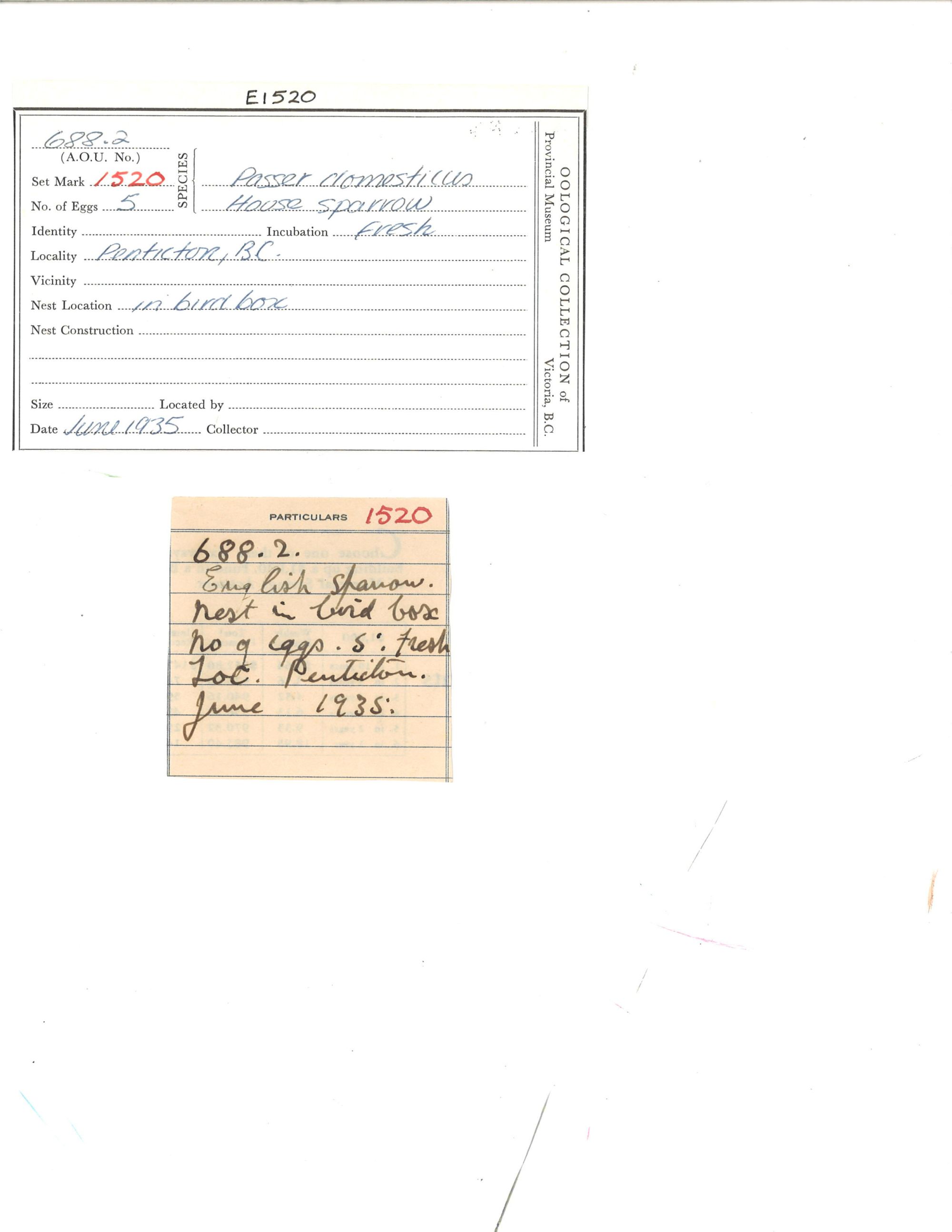 Image representing Passer domesticus.