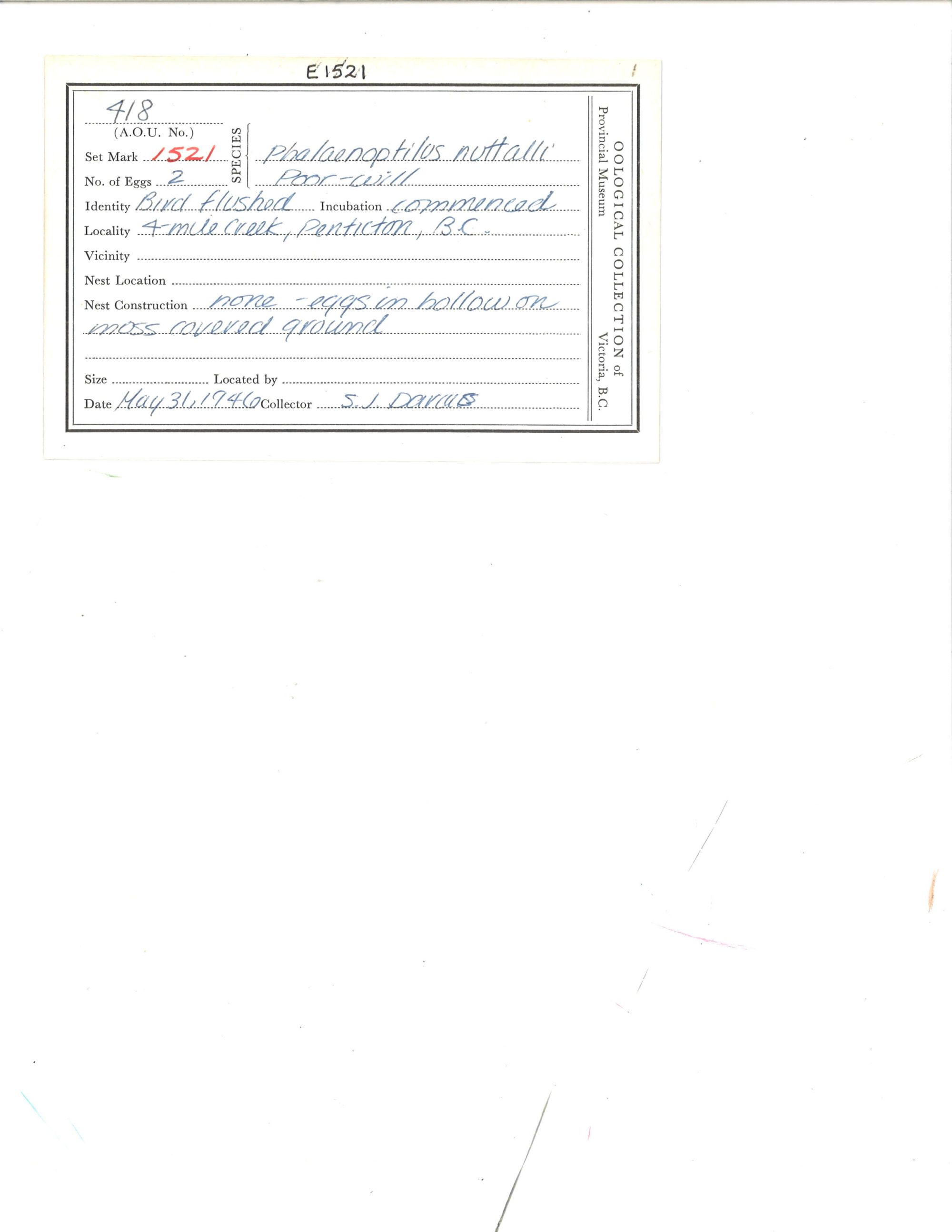 Image representing Phalaenoptilus nuttallii.