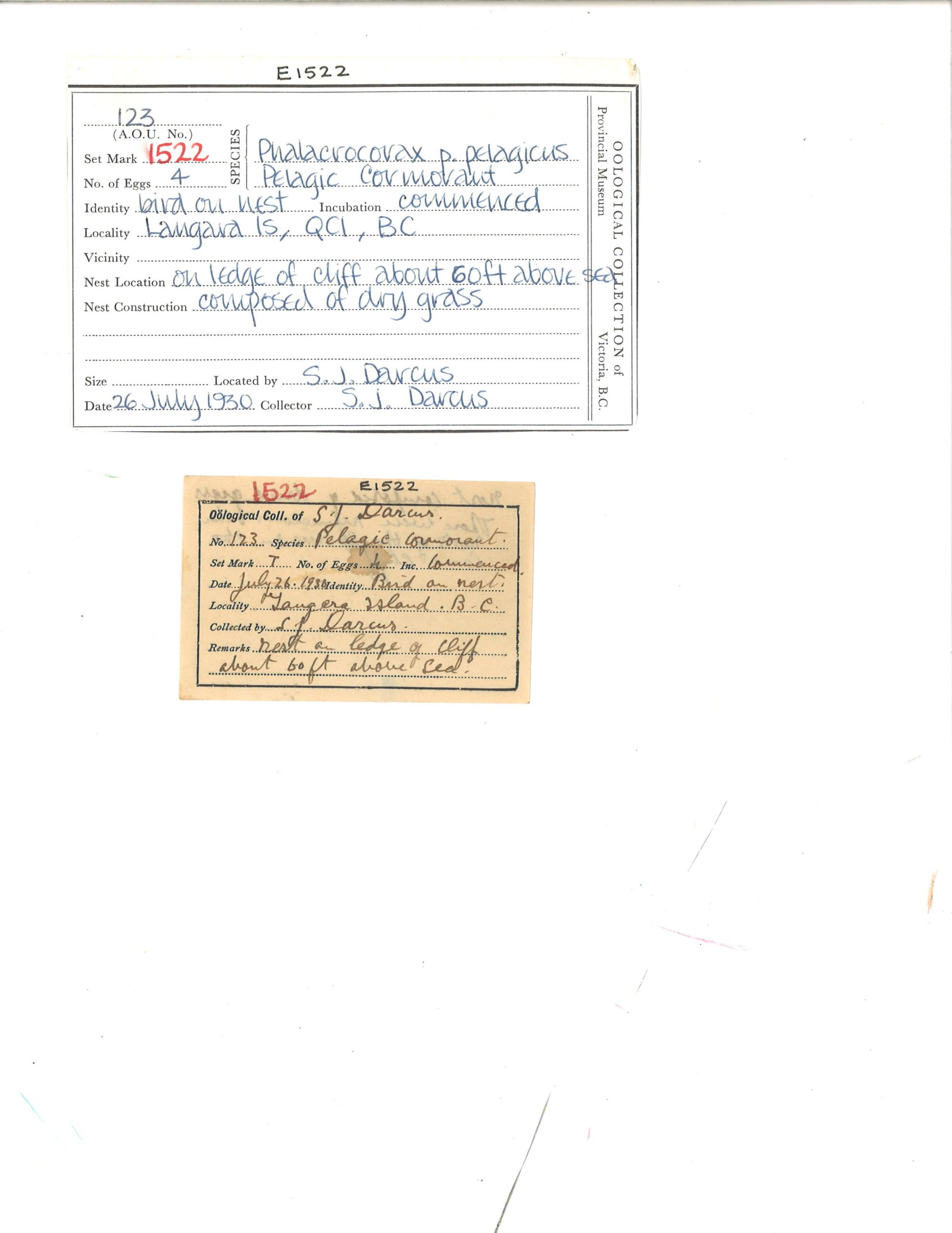 Image representing Phalacrocorax pelagicus.