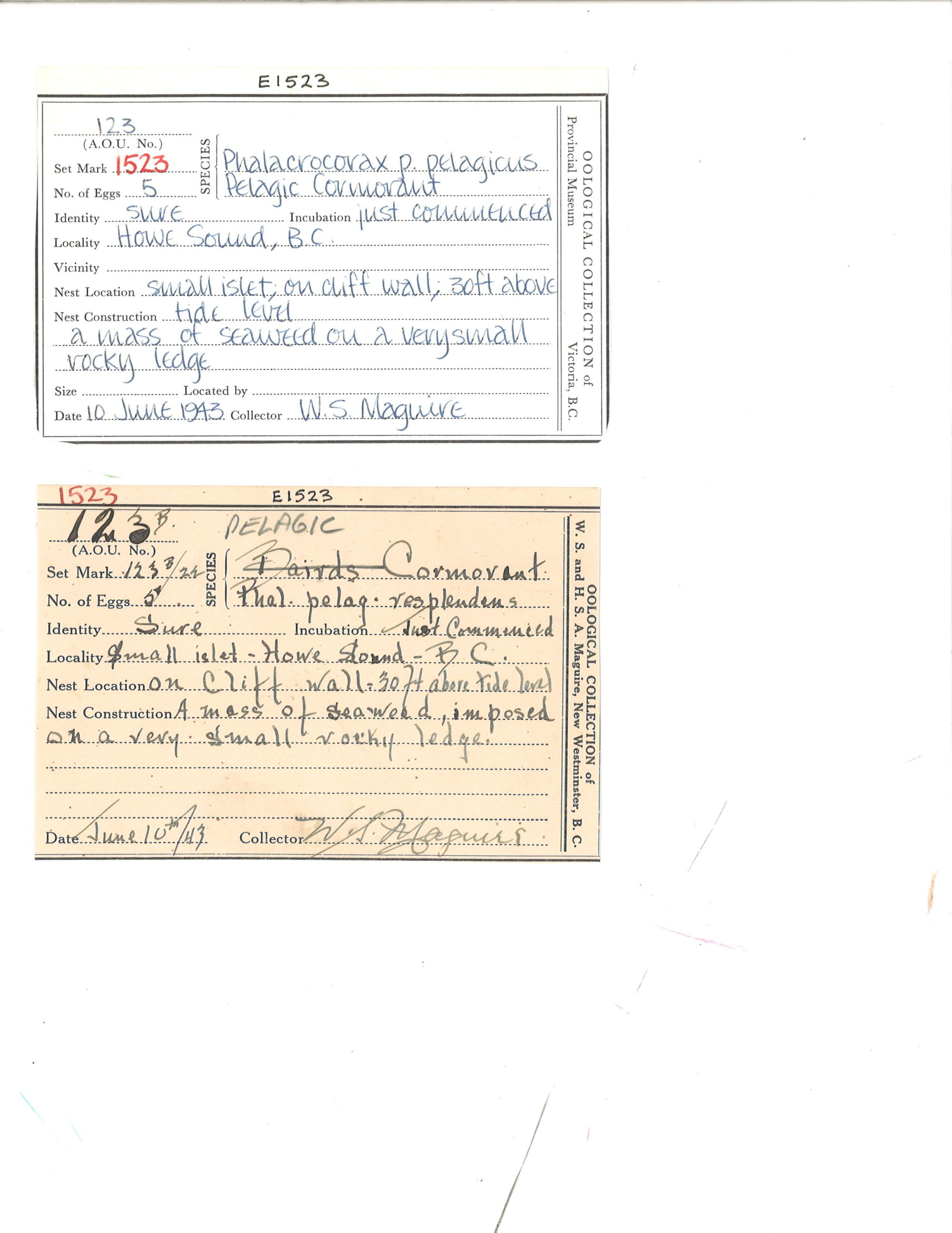 Image representing Phalacrocorax pelagicus.