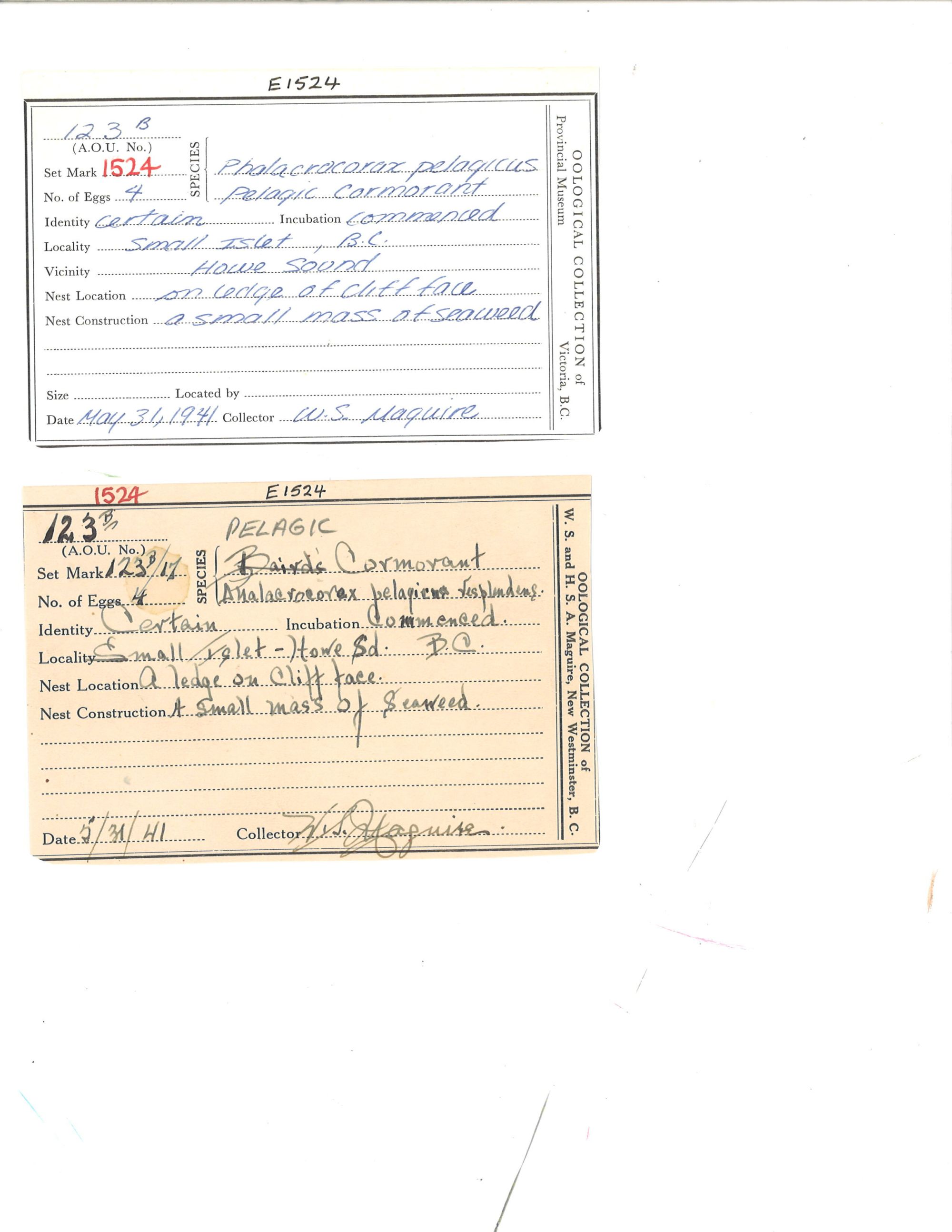 Image representing Phalacrocorax pelagicus.