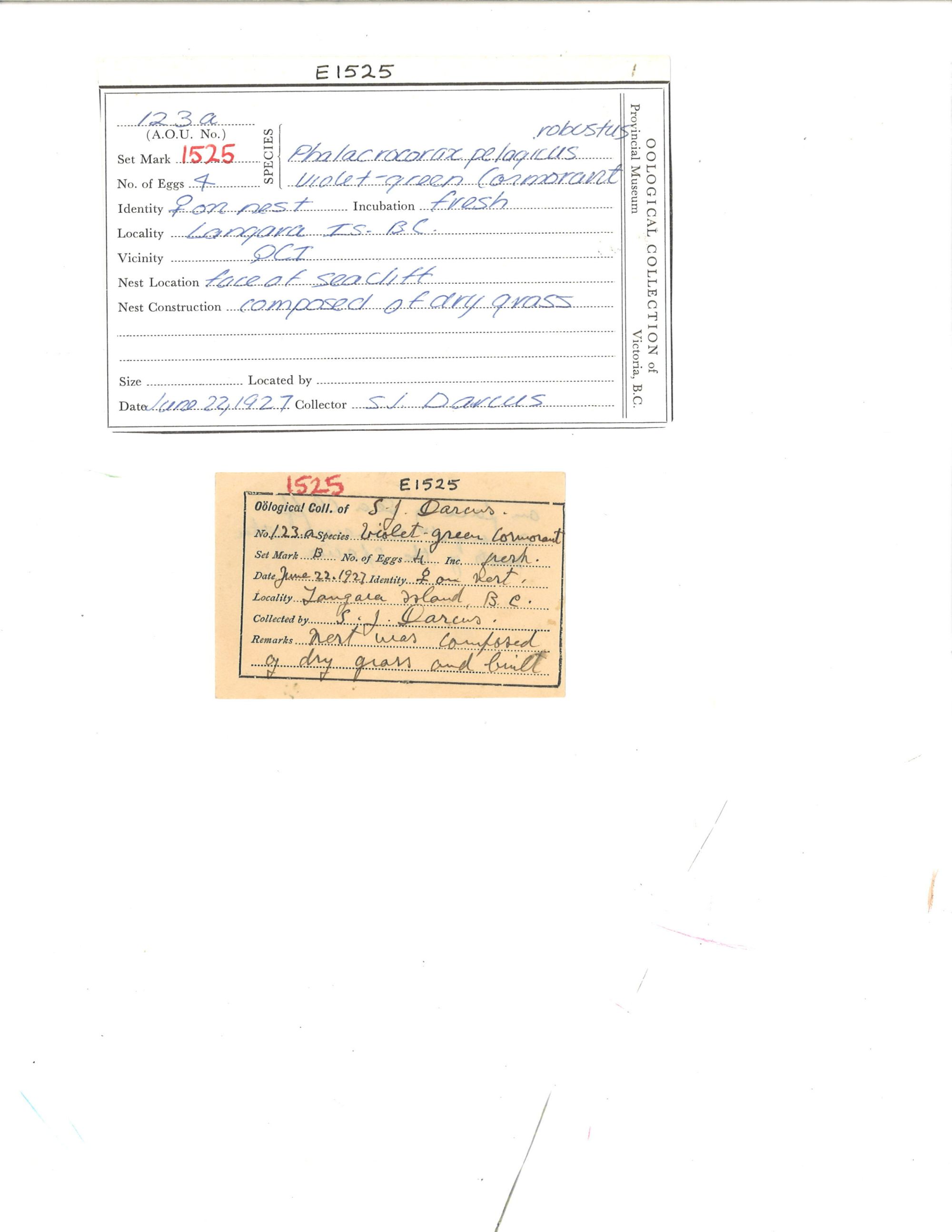 Image representing Phalacrocorax pelagicus.