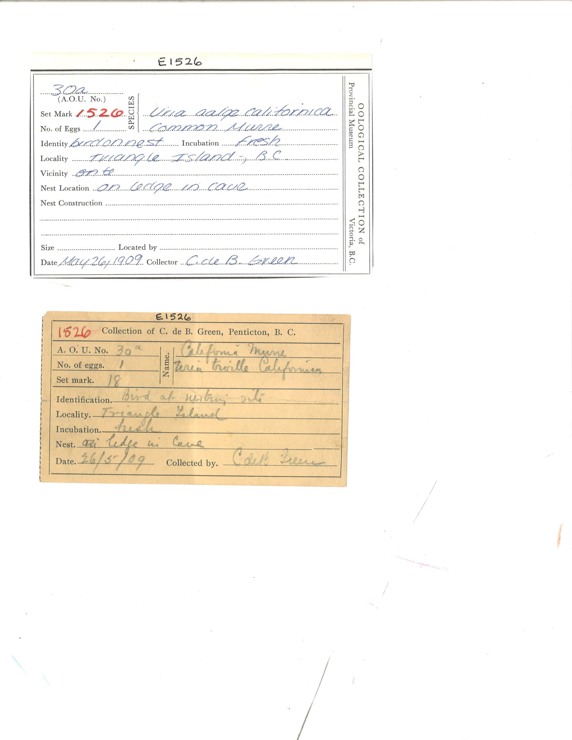 Image representing Uria aalge.