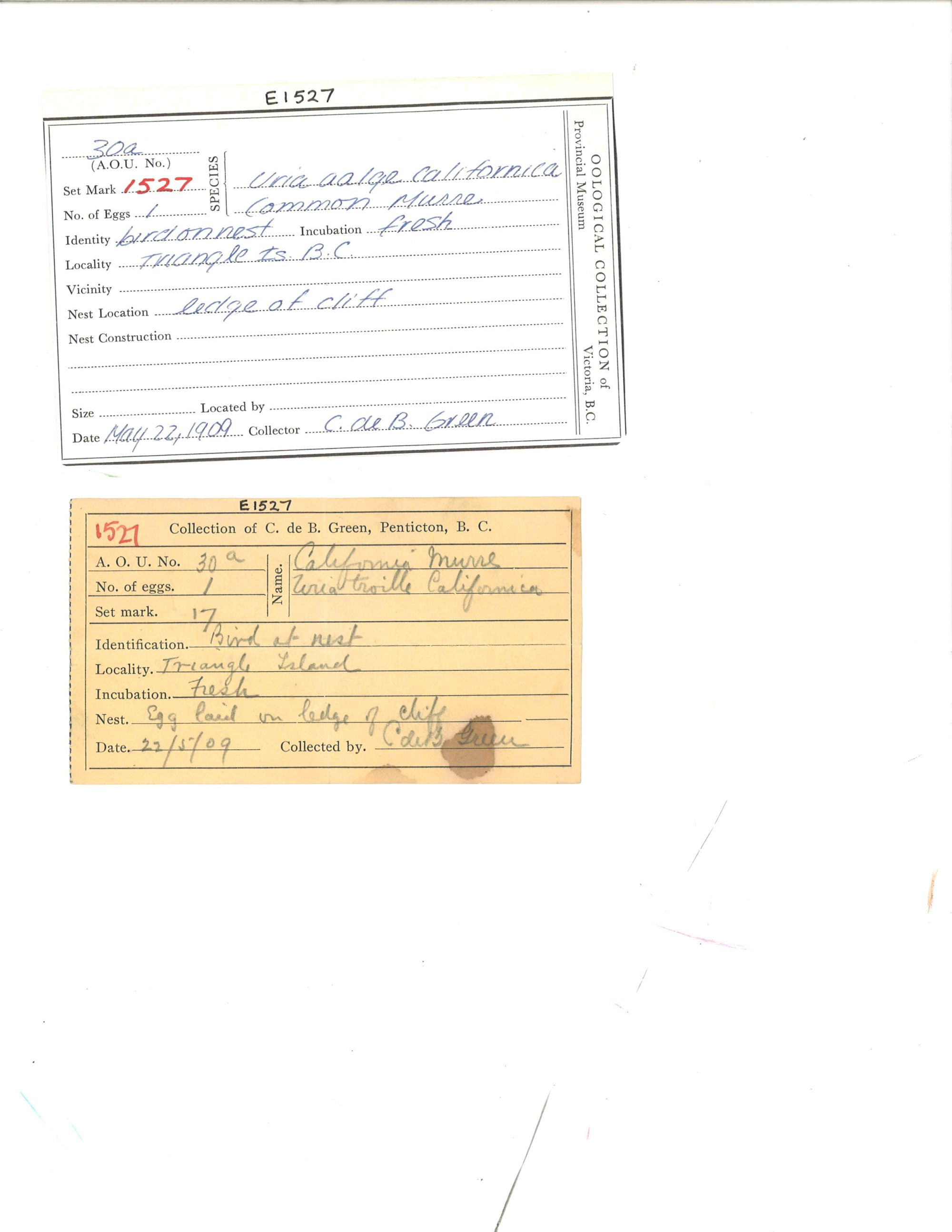 Image representing Uria aalge.