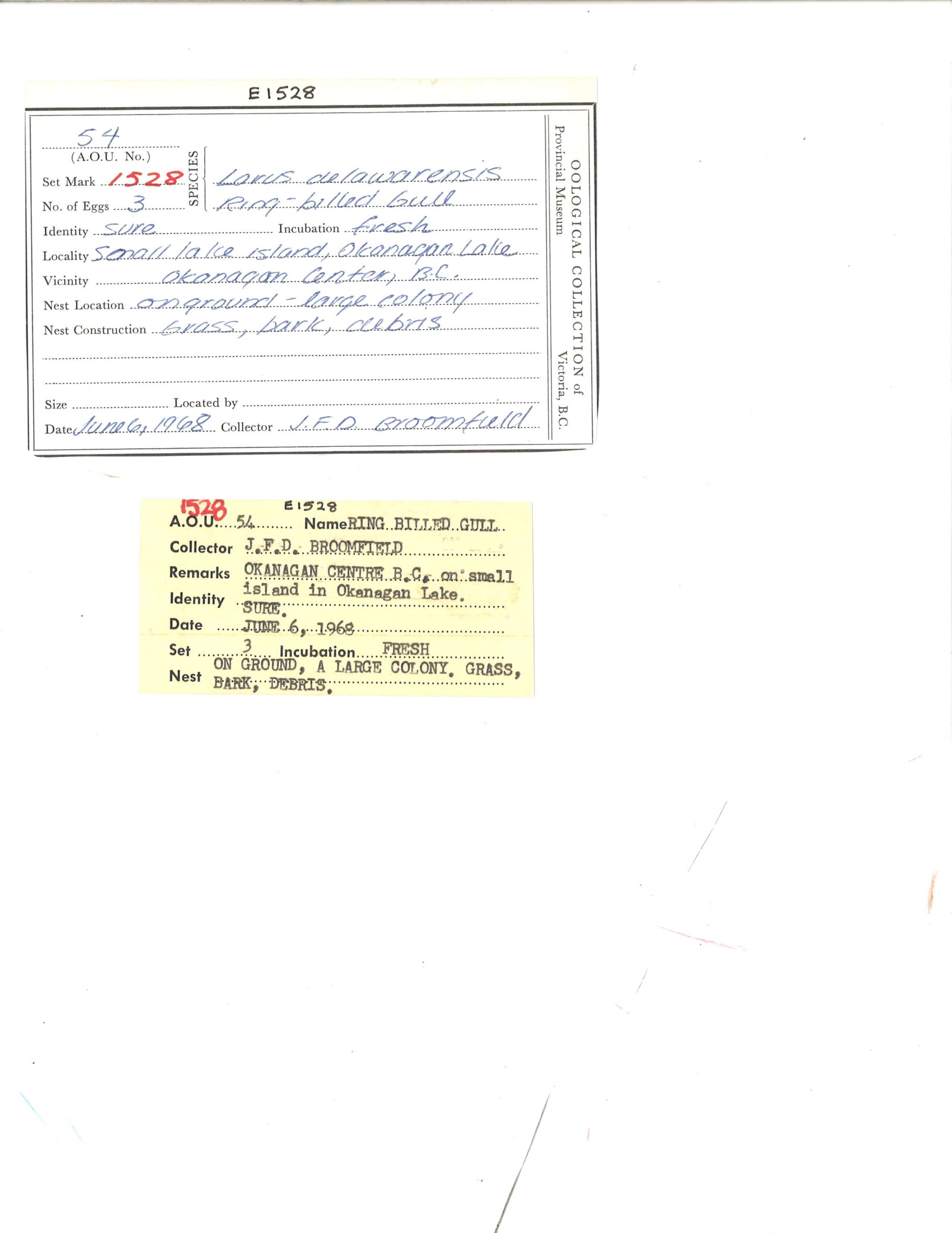 Image representing Larus delawarensis.