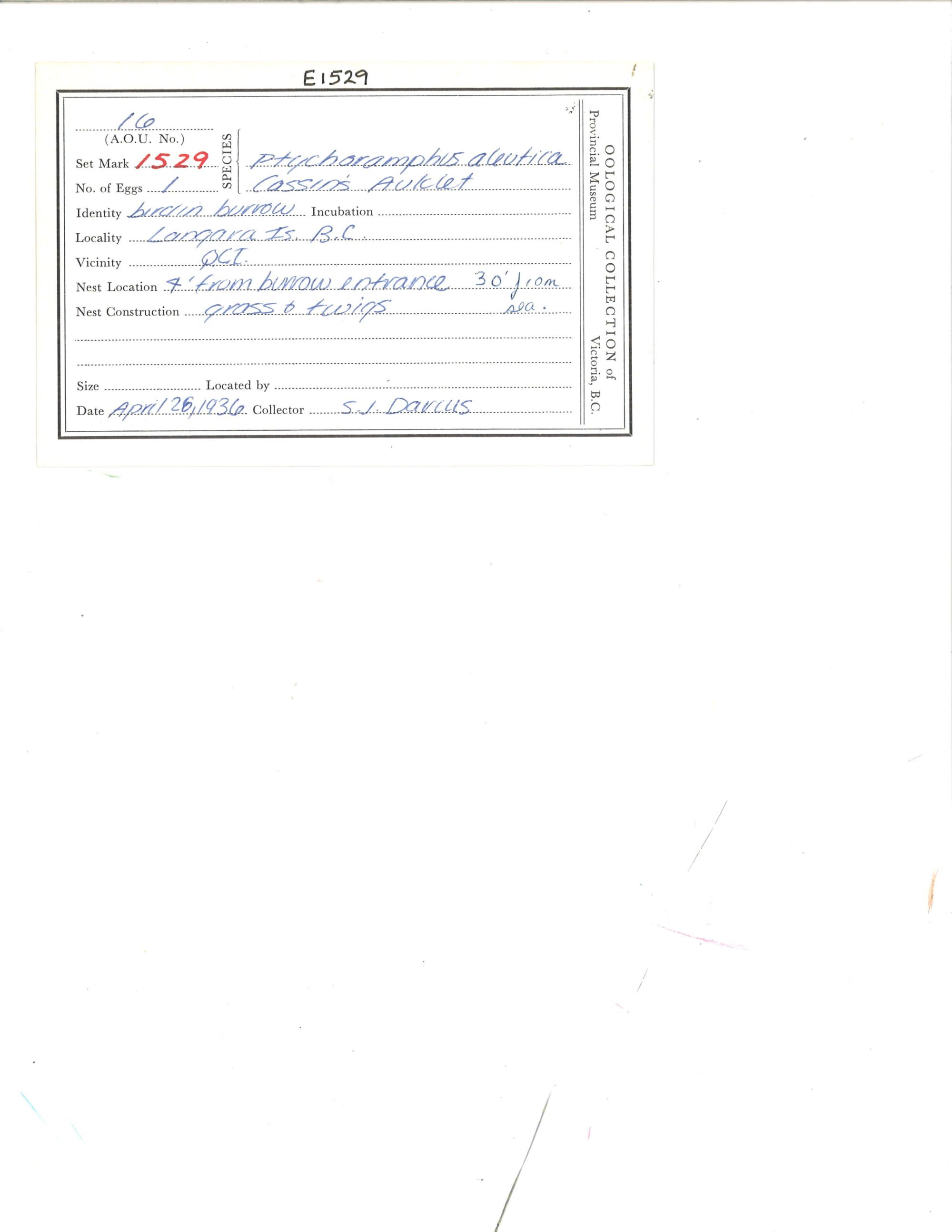 Image representing Ptychoramphus aleuticus.