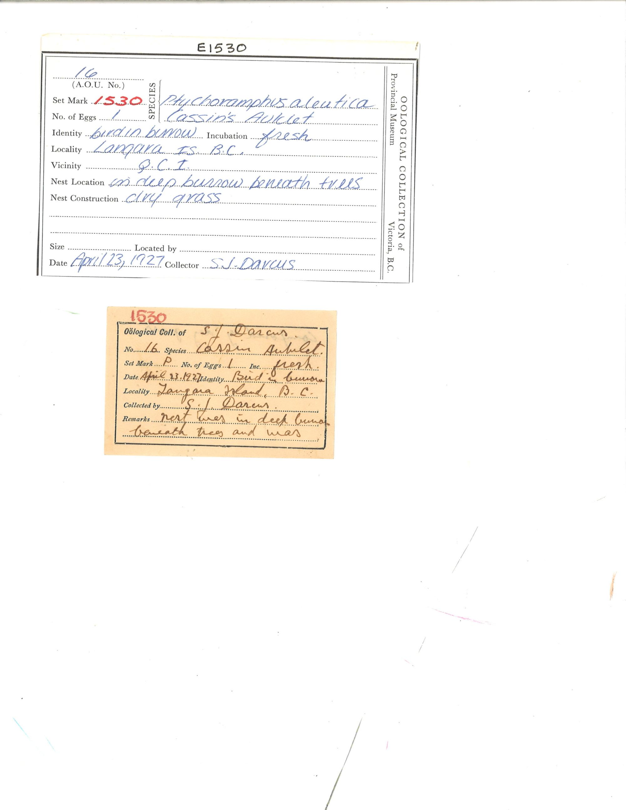 Image representing Ptychoramphus aleuticus.