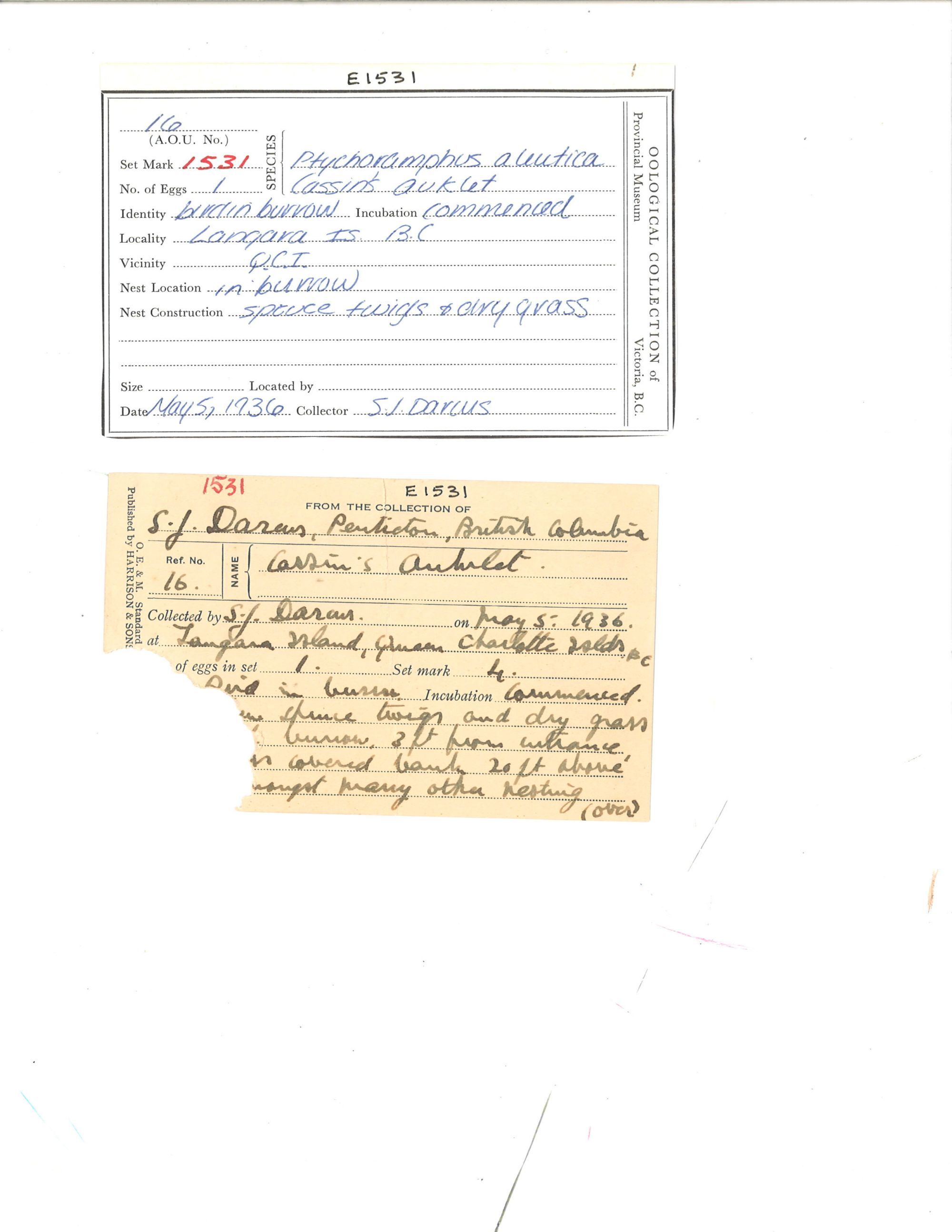 Image representing Ptychoramphus aleuticus.