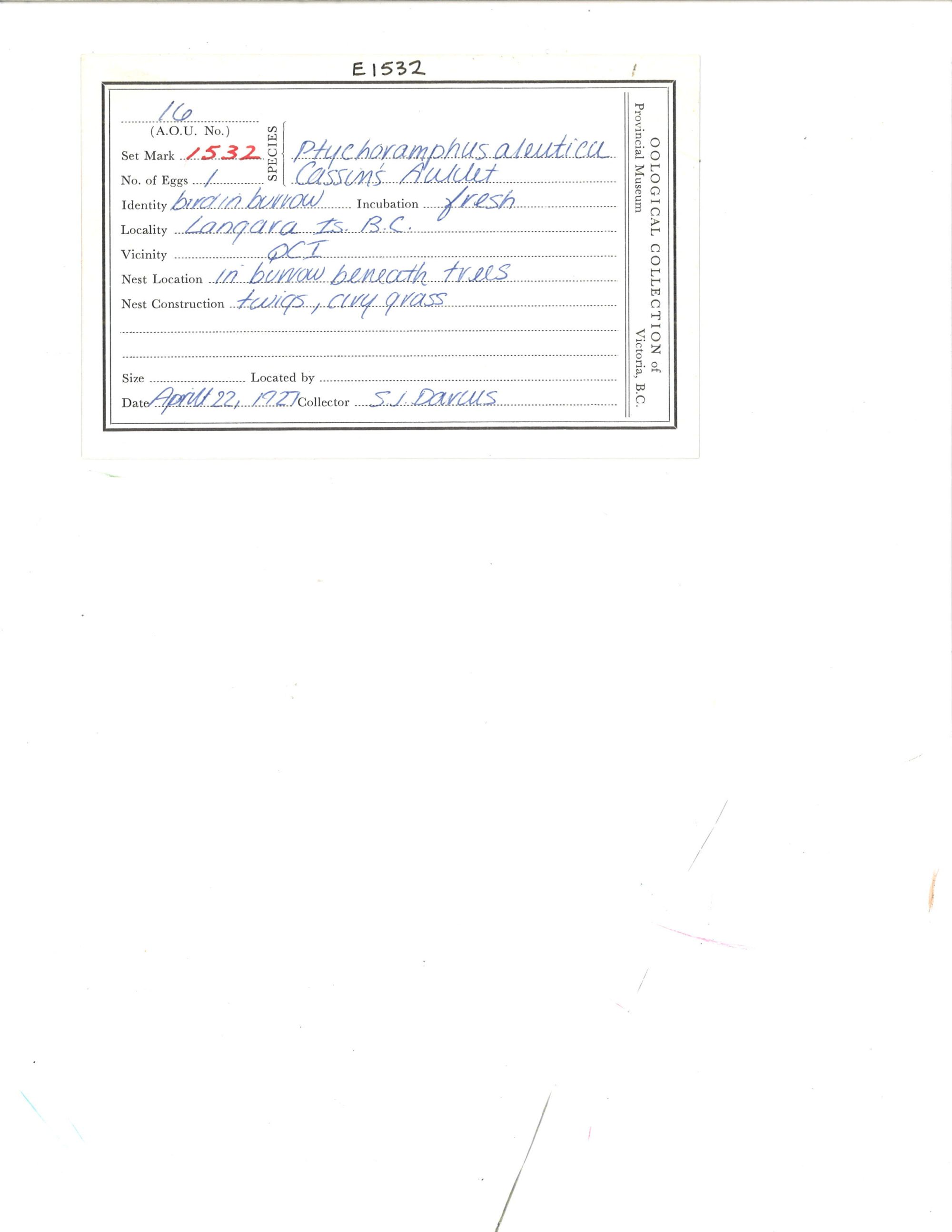 Image representing Ptychoramphus aleuticus.