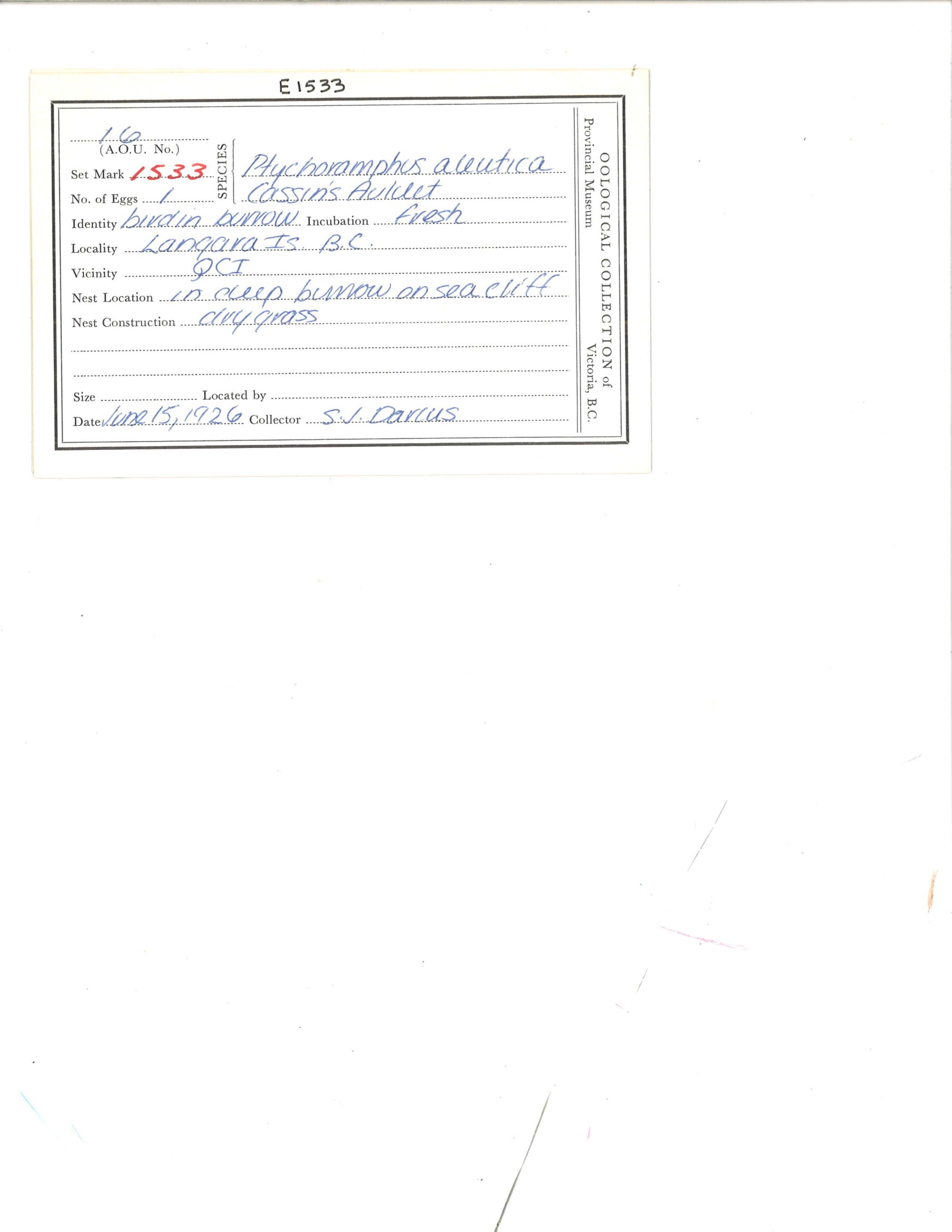 Image representing Ptychoramphus aleuticus.