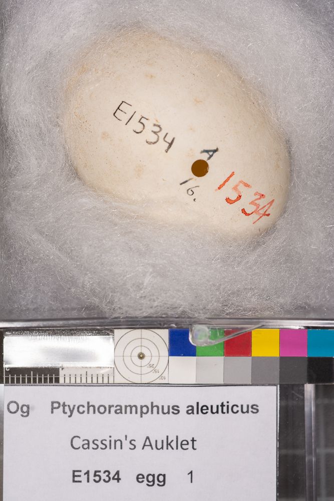 Image representing Ptychoramphus aleuticus.