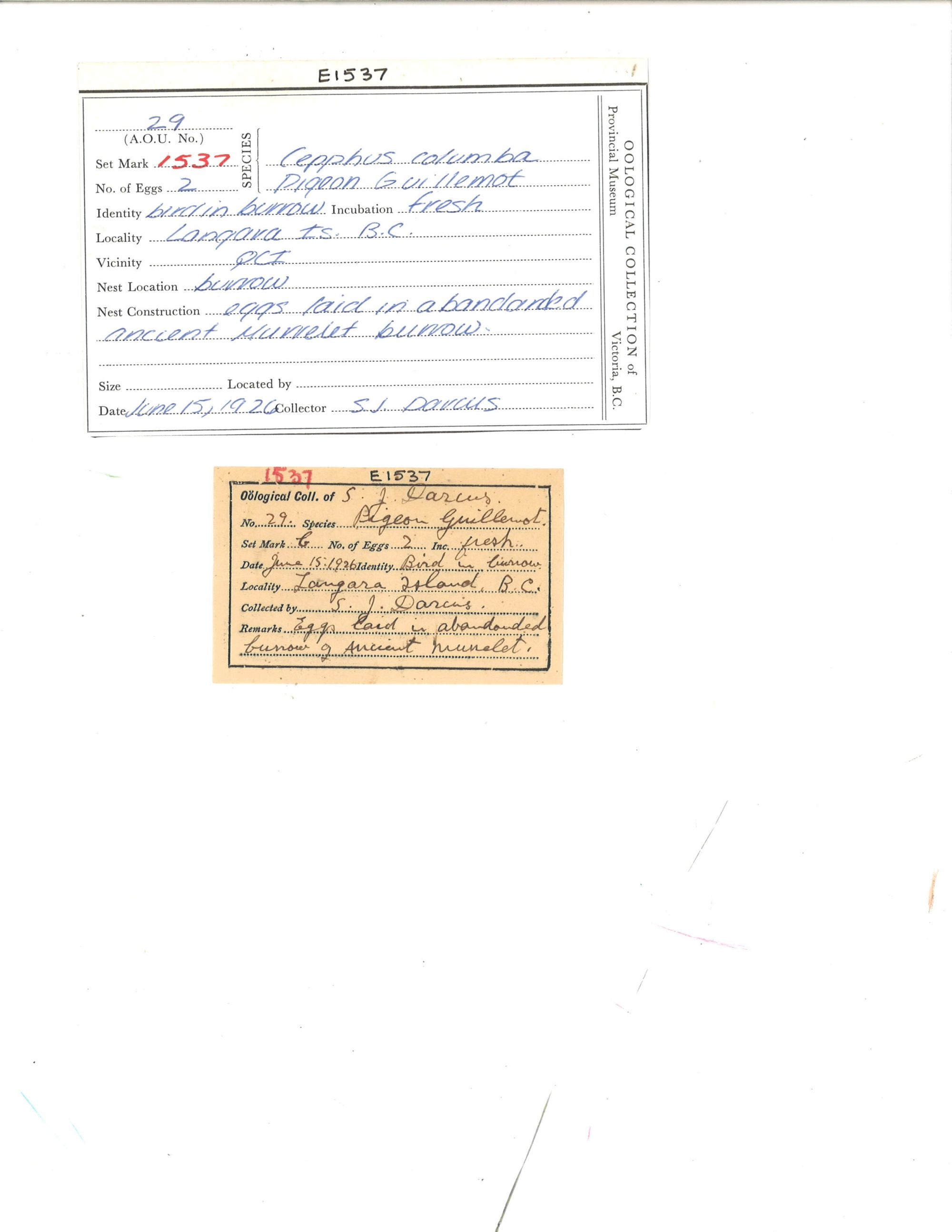 Image representing Cepphus columba.