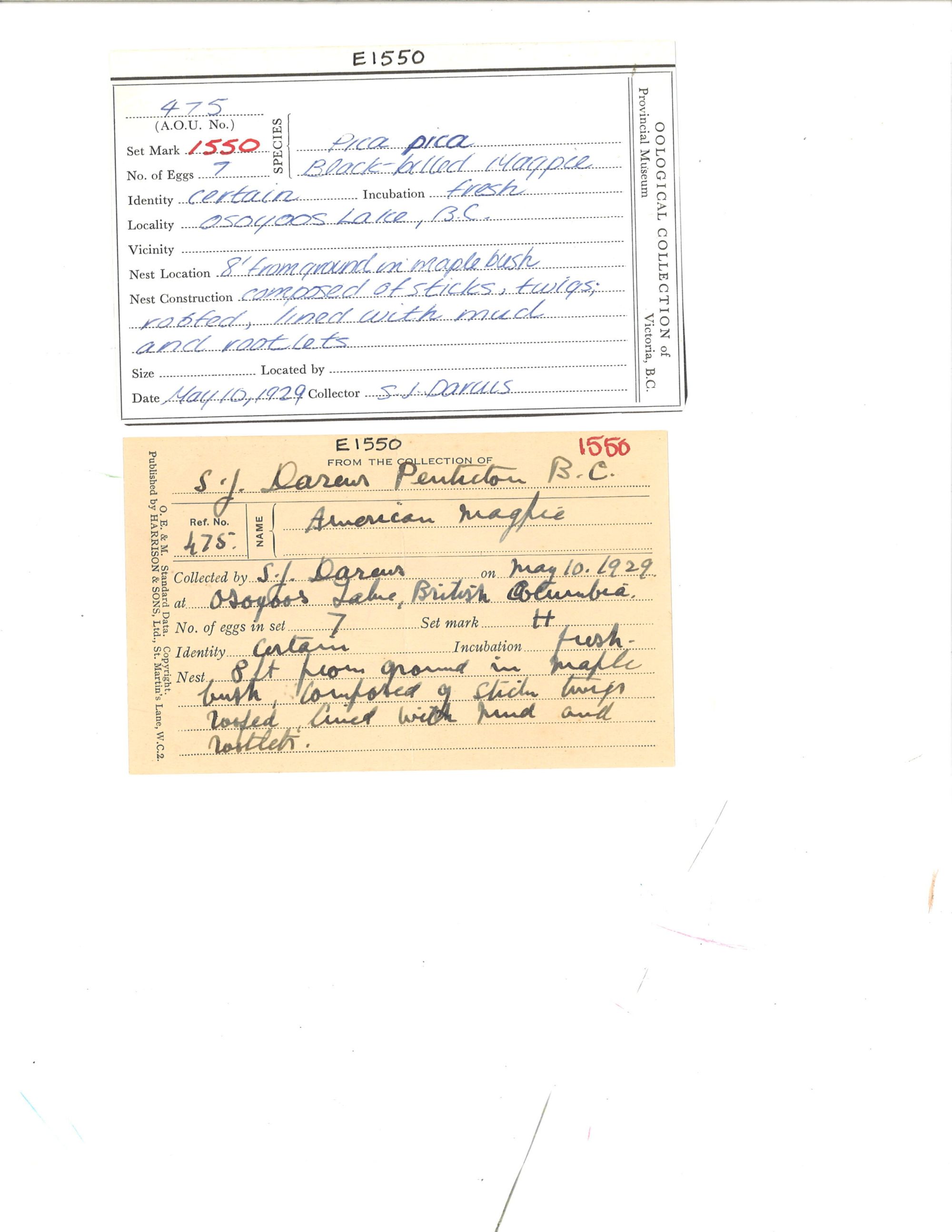 Image representing Pica hudsonia.