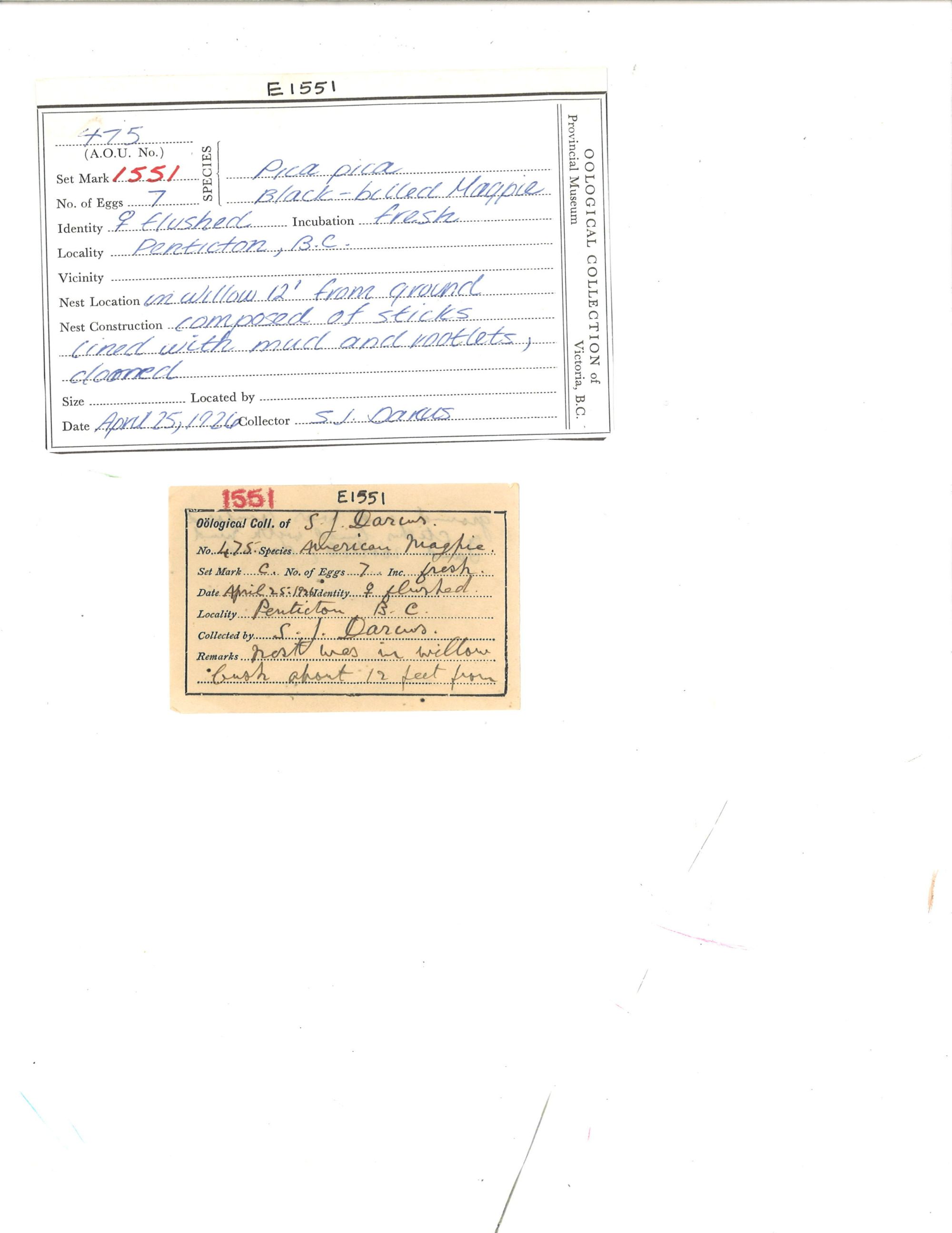 Image representing Pica hudsonia.