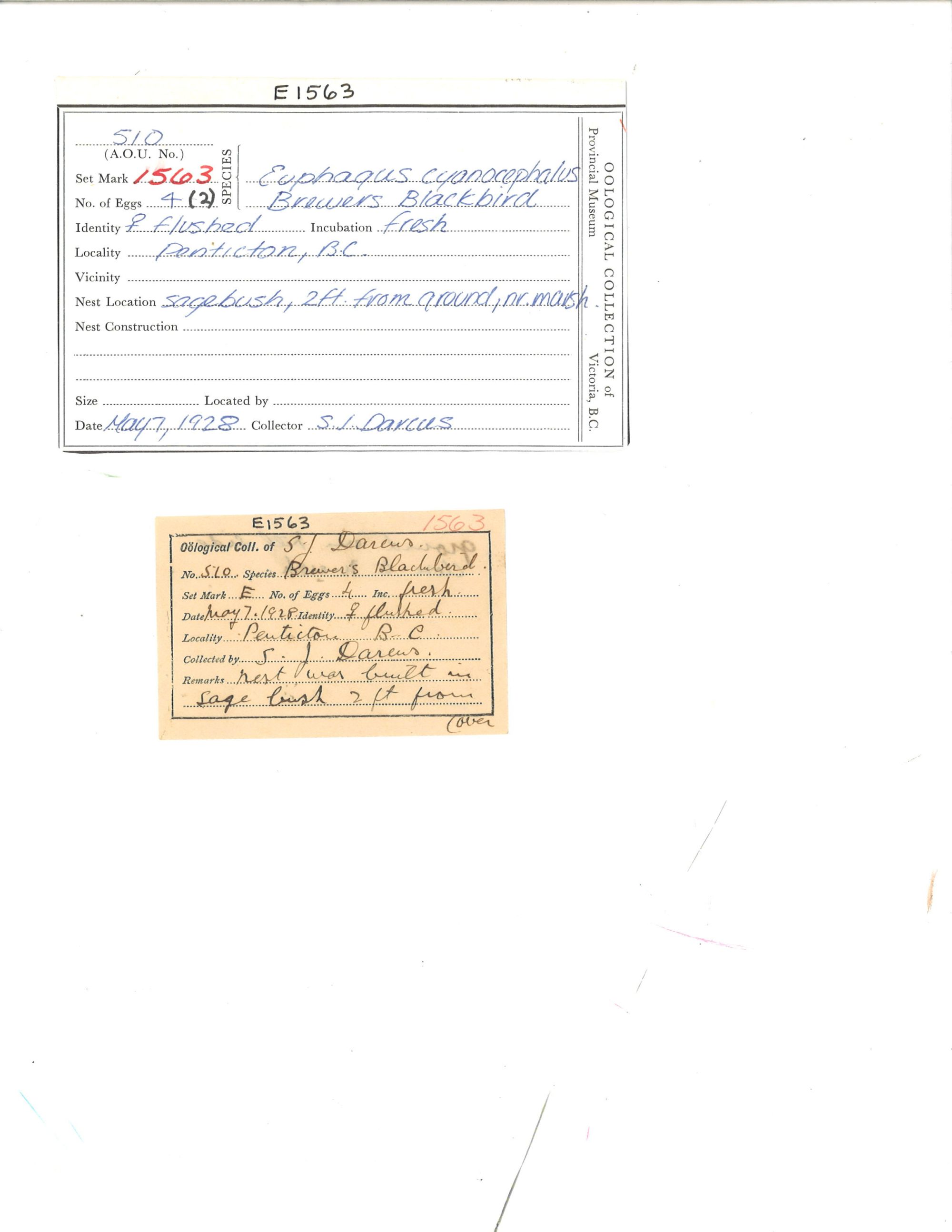 Image representing Euphagus cyanocephalus.