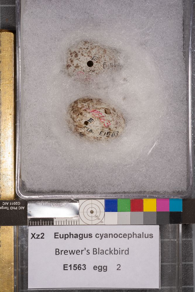 Image représentant Euphagus cyanocephalus
