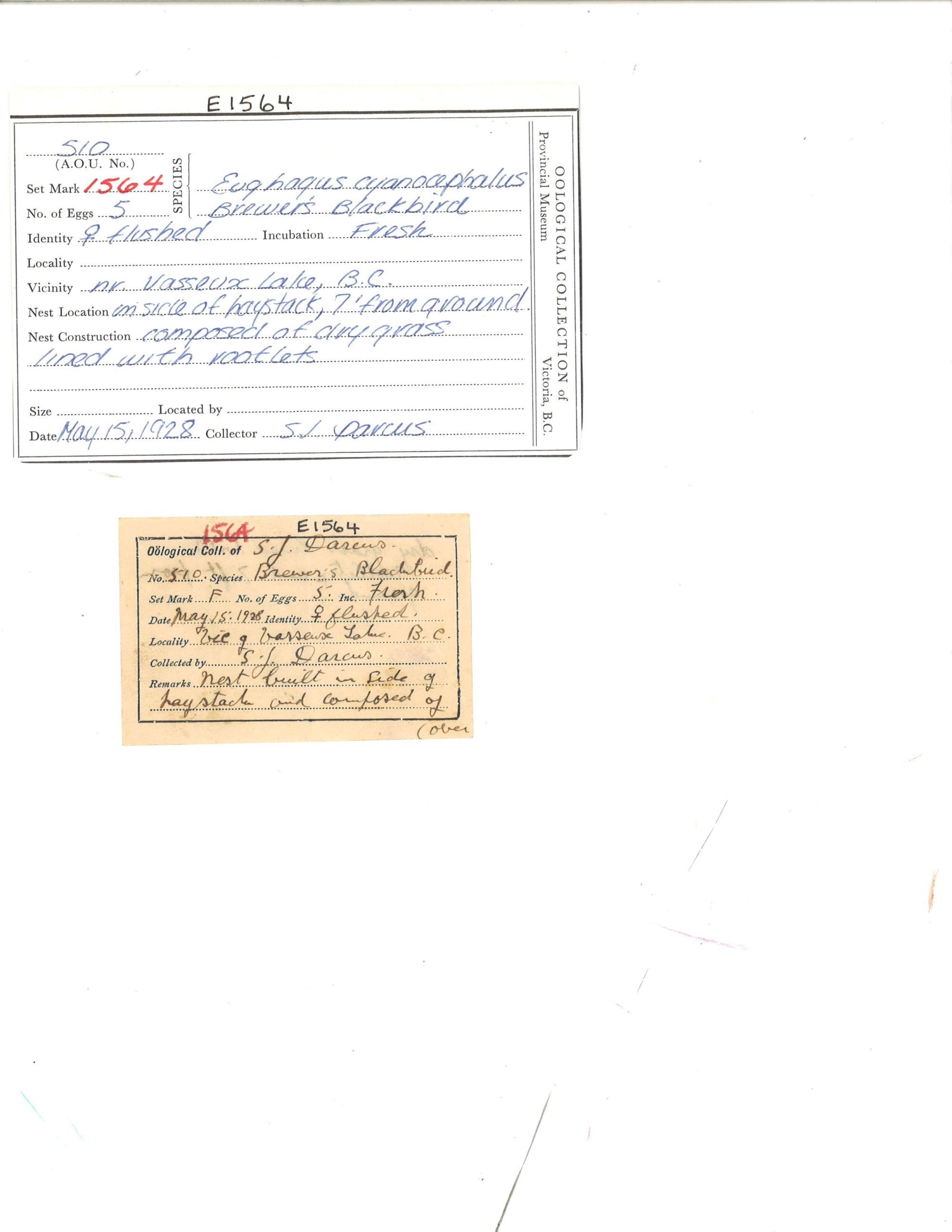 Image representing Euphagus cyanocephalus.