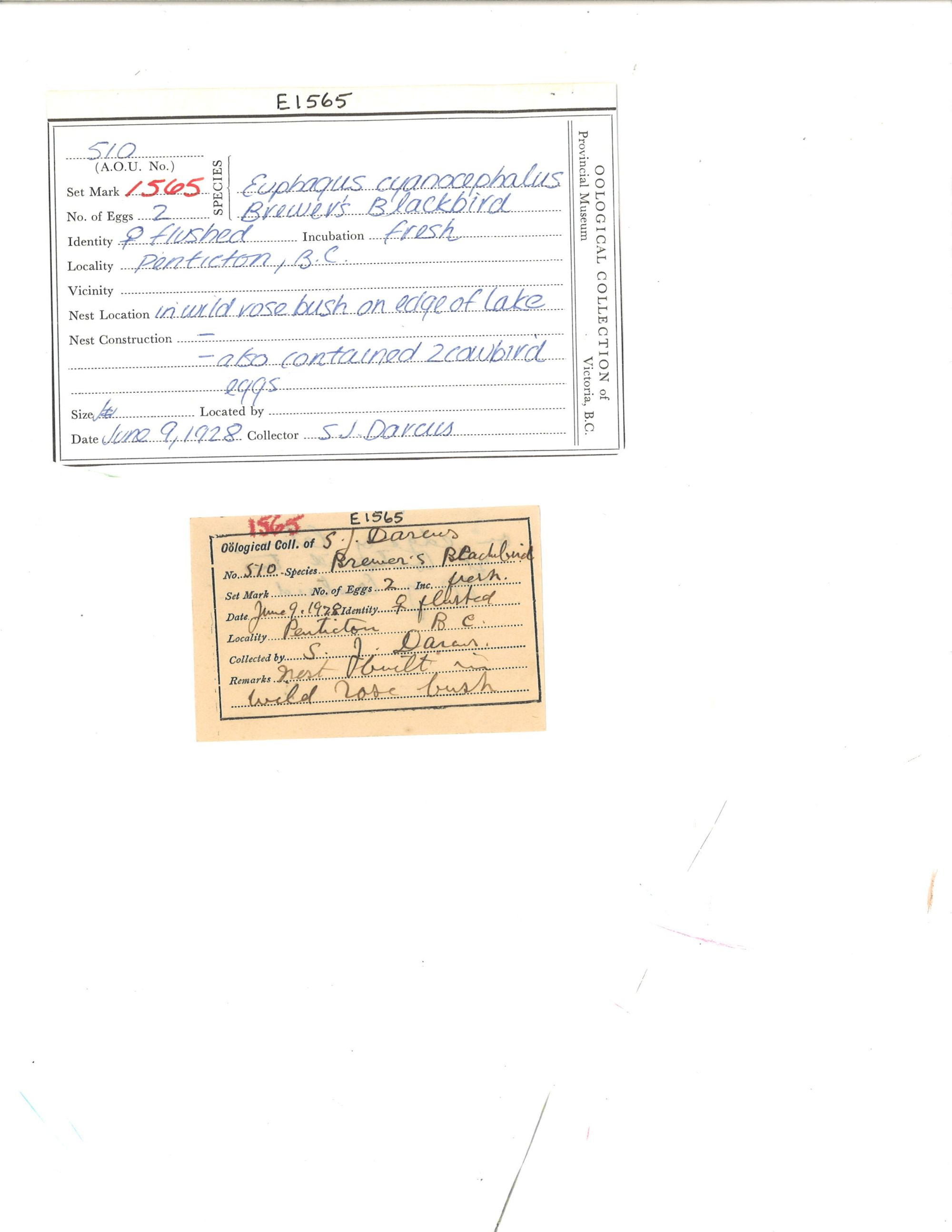 Image representing Euphagus cyanocephalus.