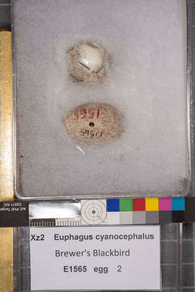 Image représentant Euphagus cyanocephalus