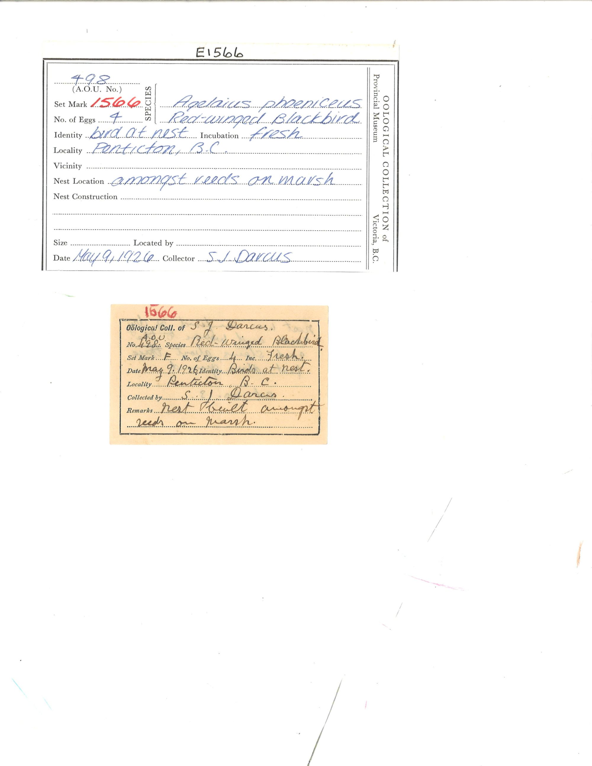 Image representing Agelaius phoeniceus.