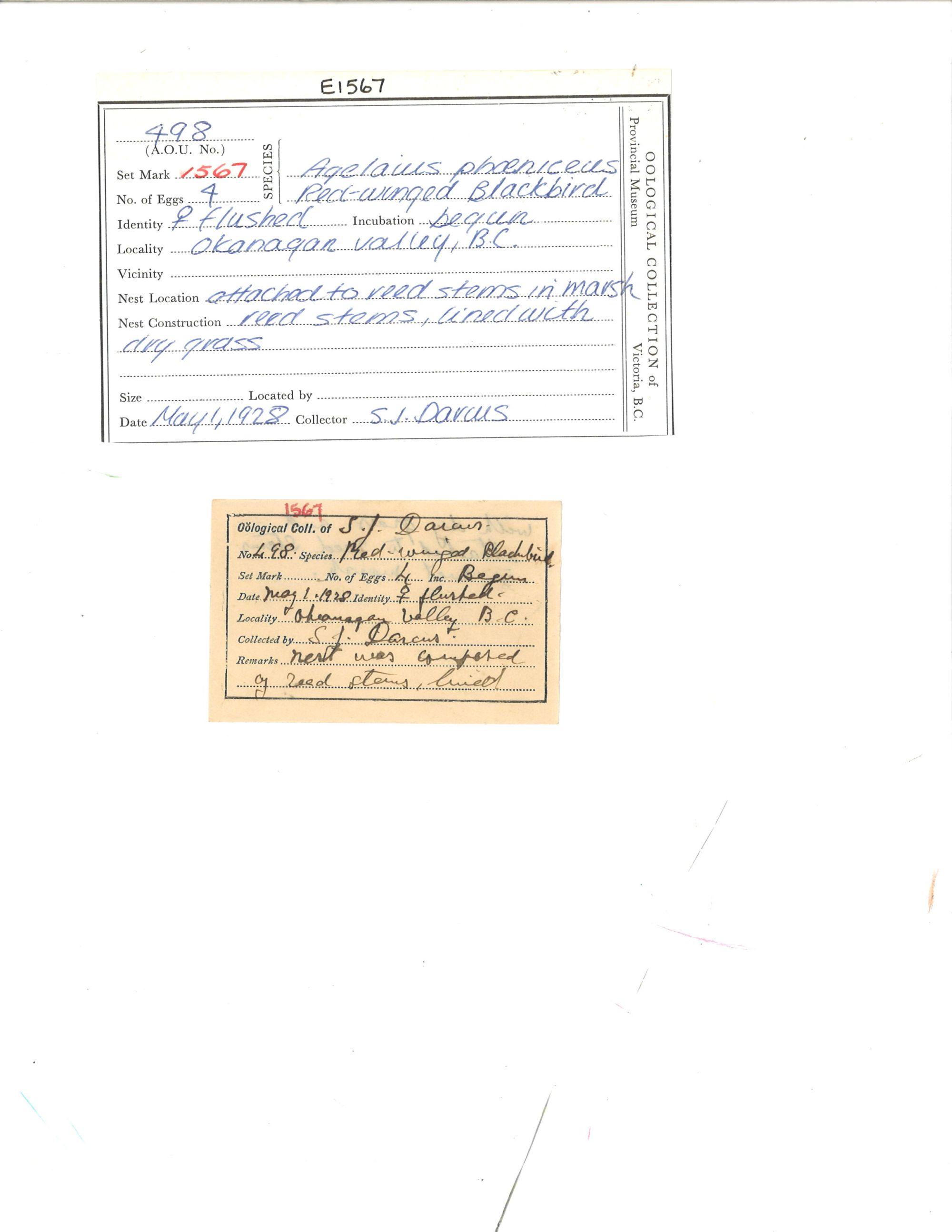 Image representing Agelaius phoeniceus.