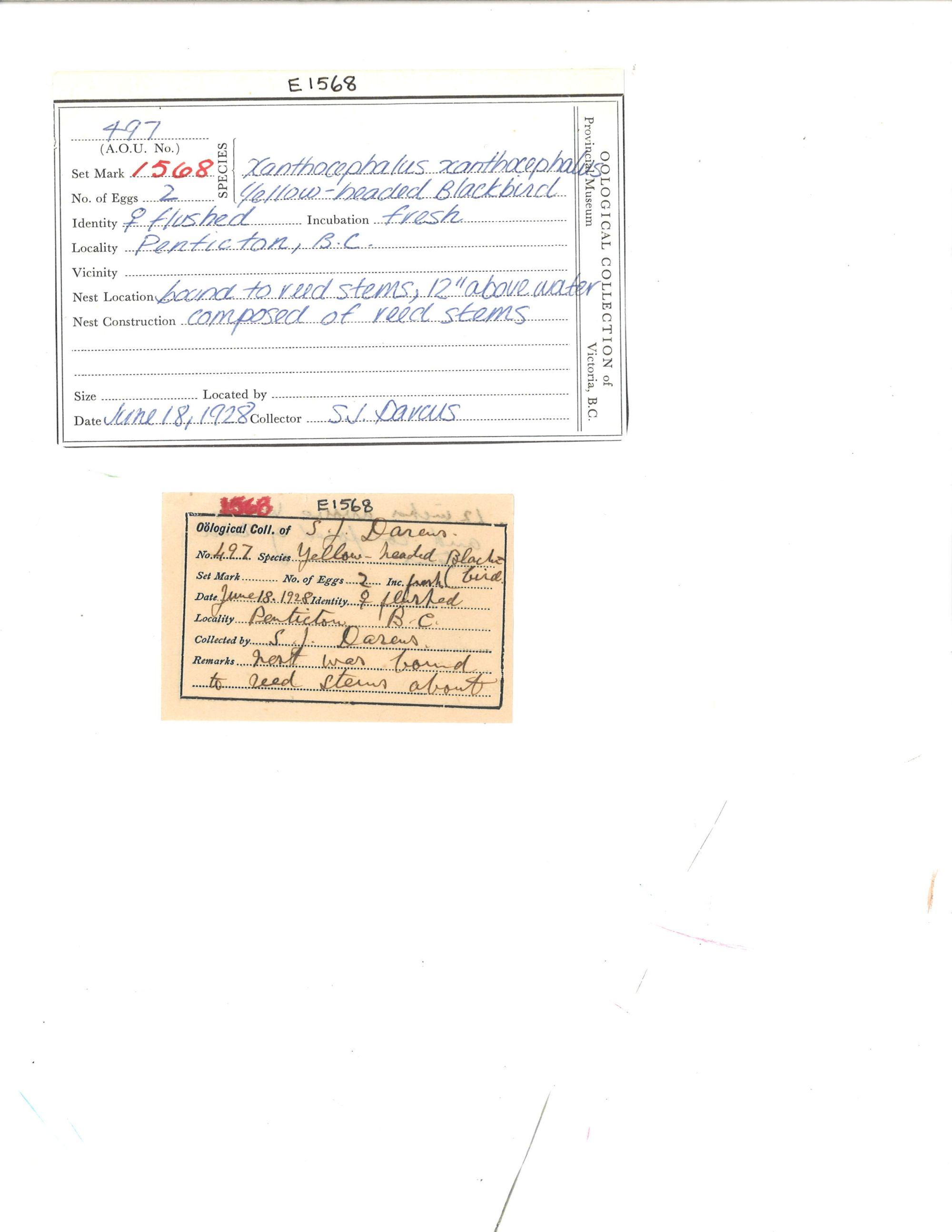 Image representing Xanthocephalus xanthocephalus.