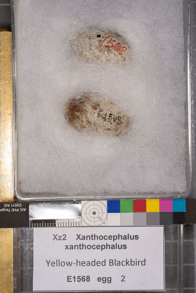 Image représentant Xanthocephalus xanthocephalus