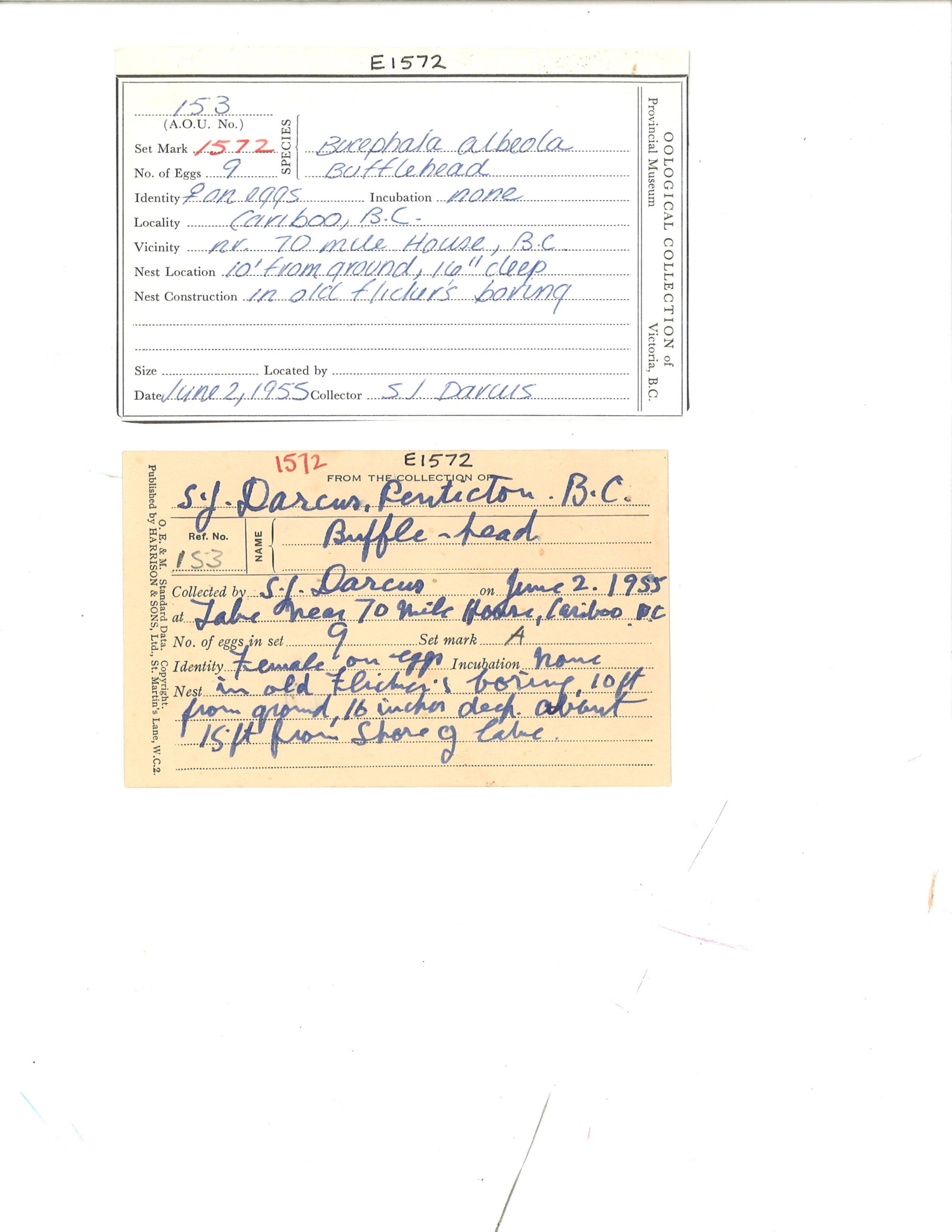 Image representing Bucephala albeola.