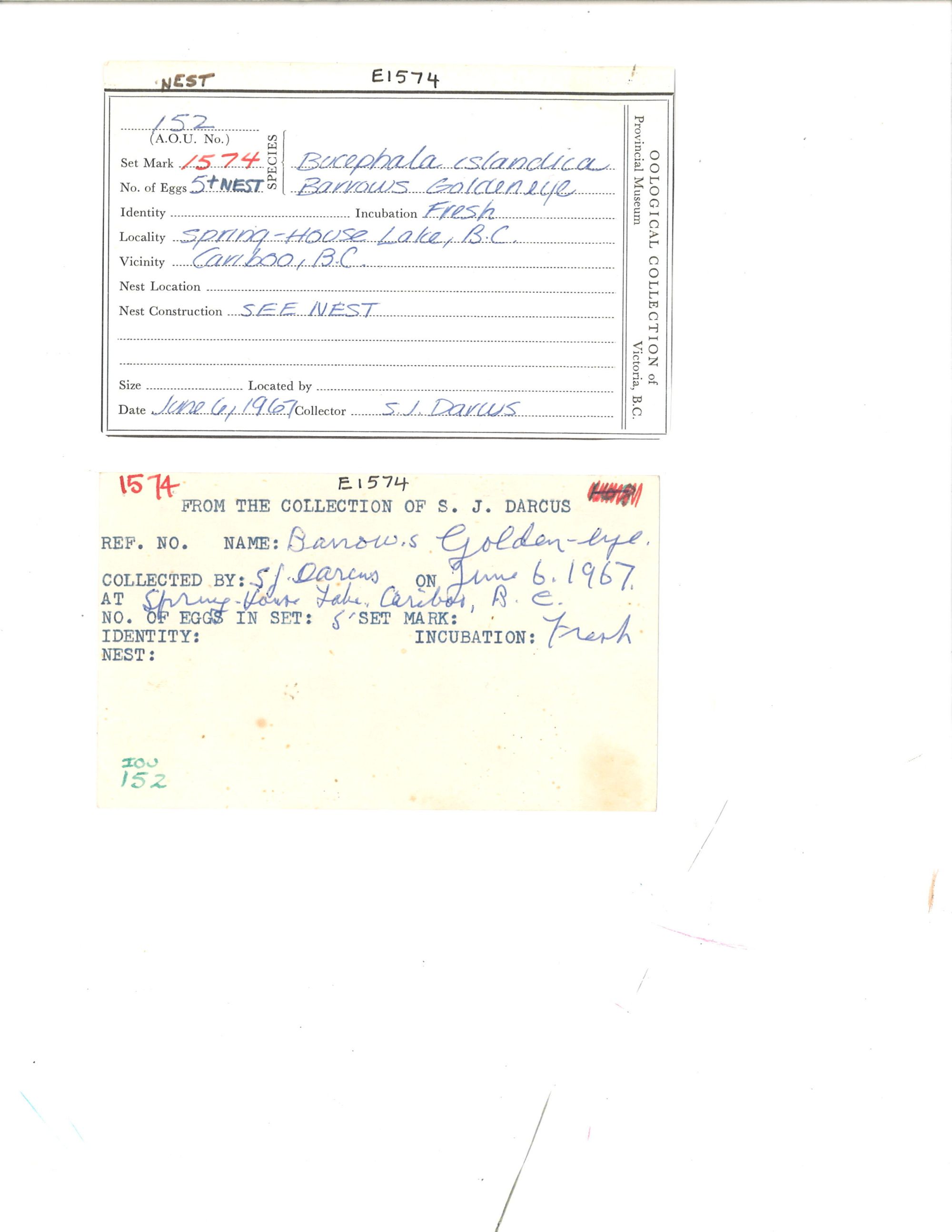 Image representing Bucephala islandica.