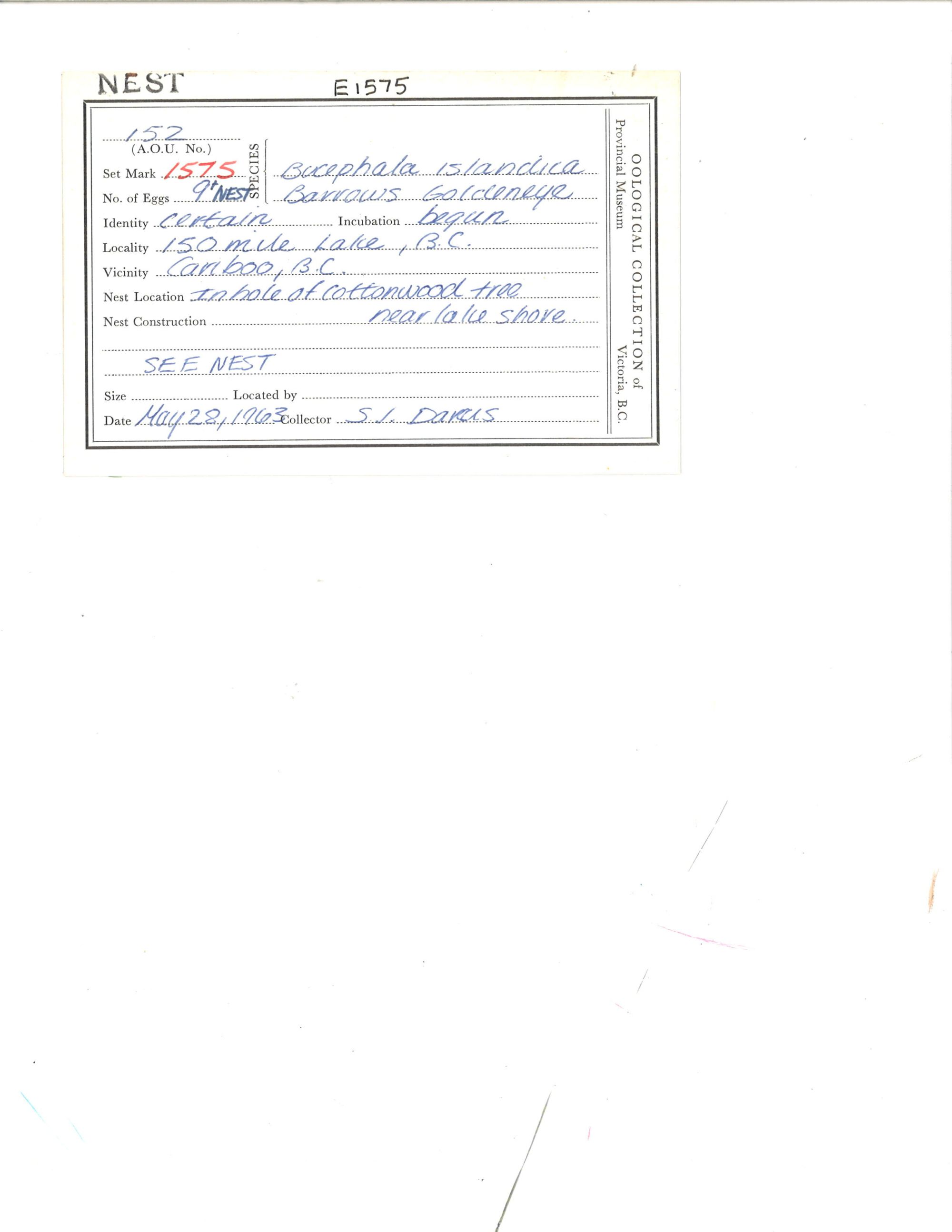 Image representing Bucephala islandica.