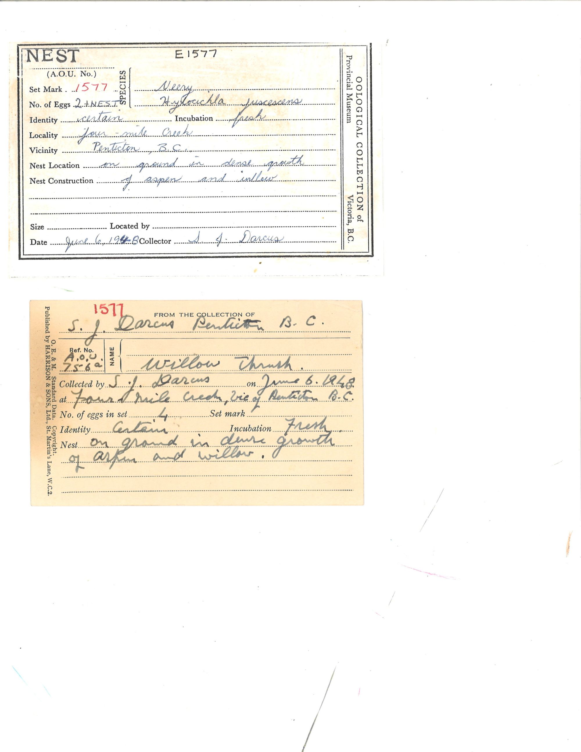 Image representing Catharus fuscescens.