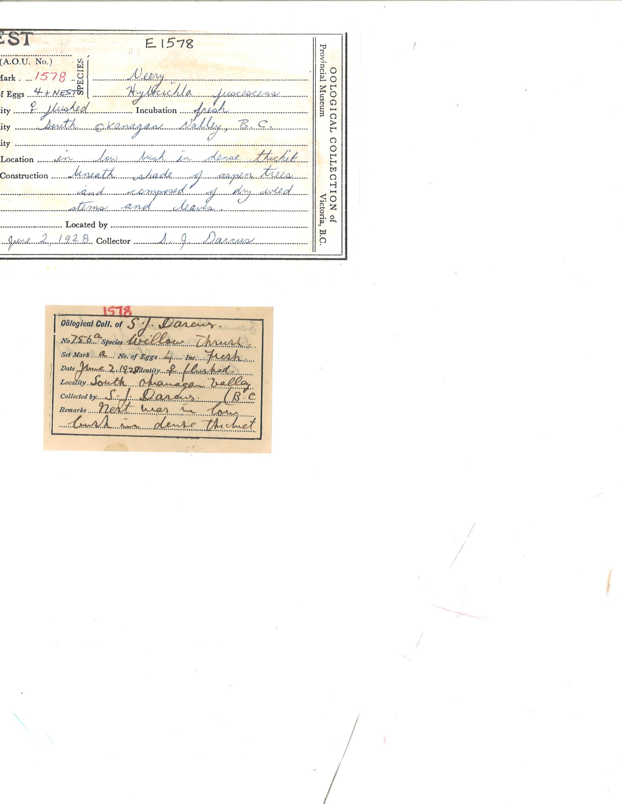 Image representing Catharus fuscescens.