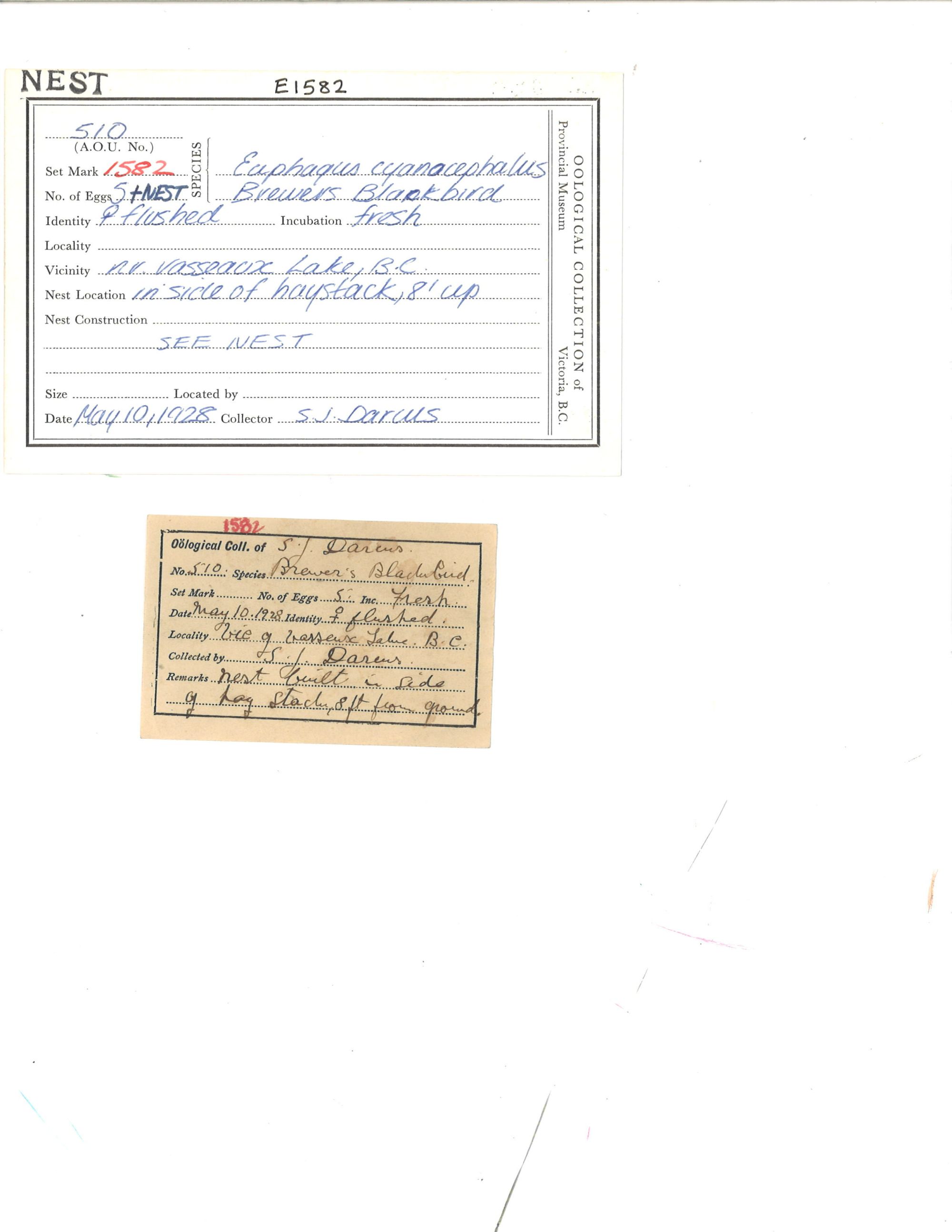 Image representing Euphagus cyanocephalus.