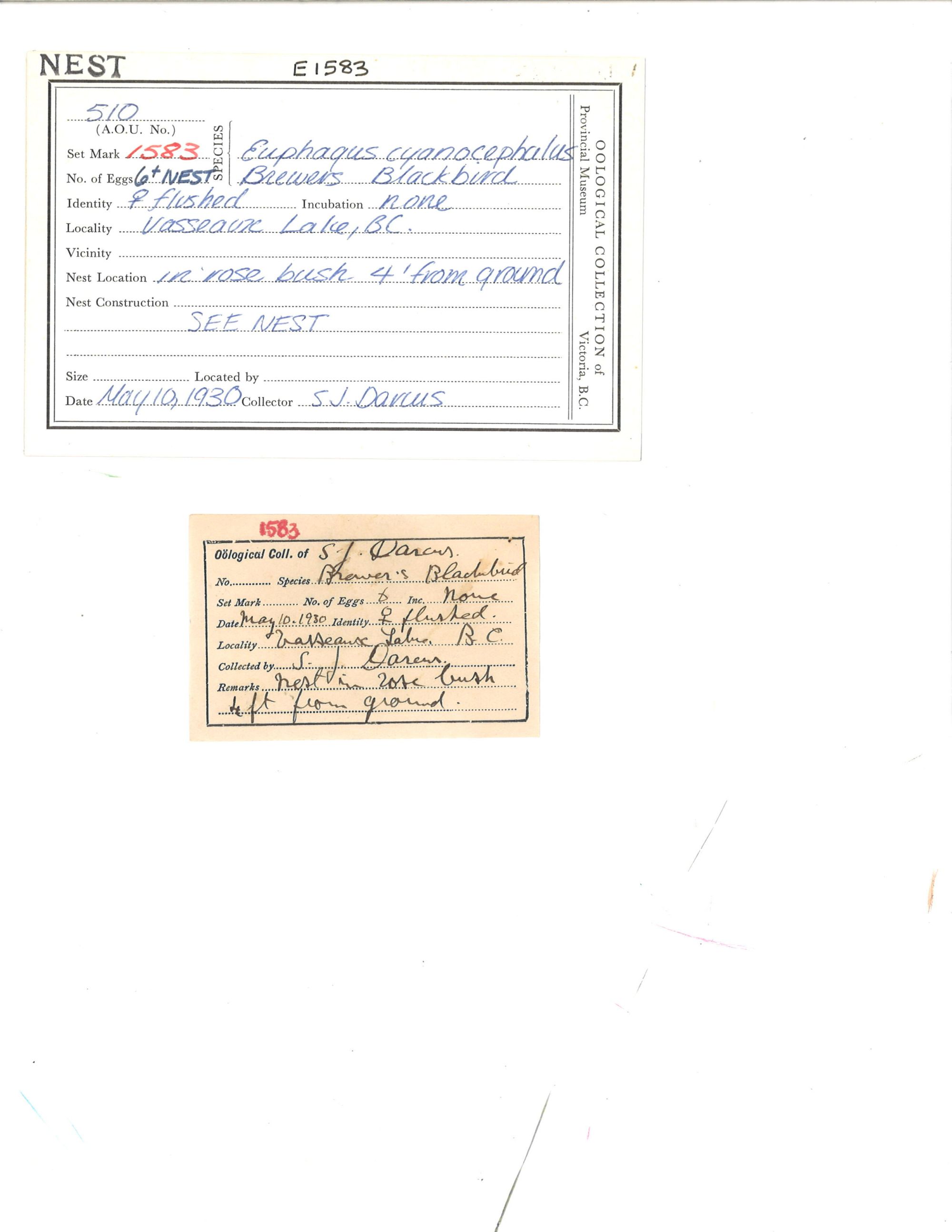 Image representing Euphagus cyanocephalus.