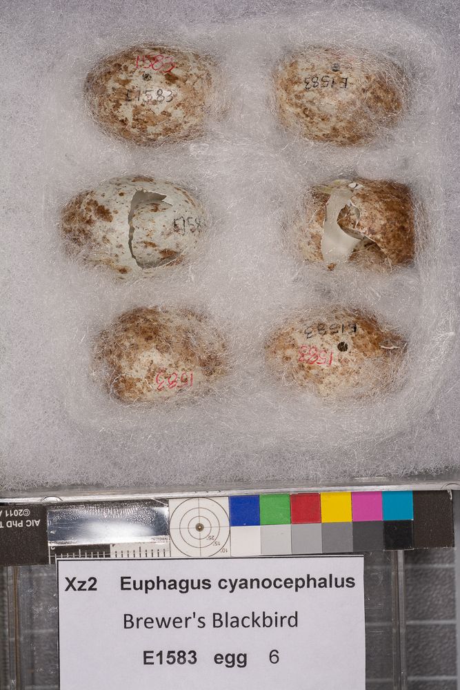 Image représentant Euphagus cyanocephalus