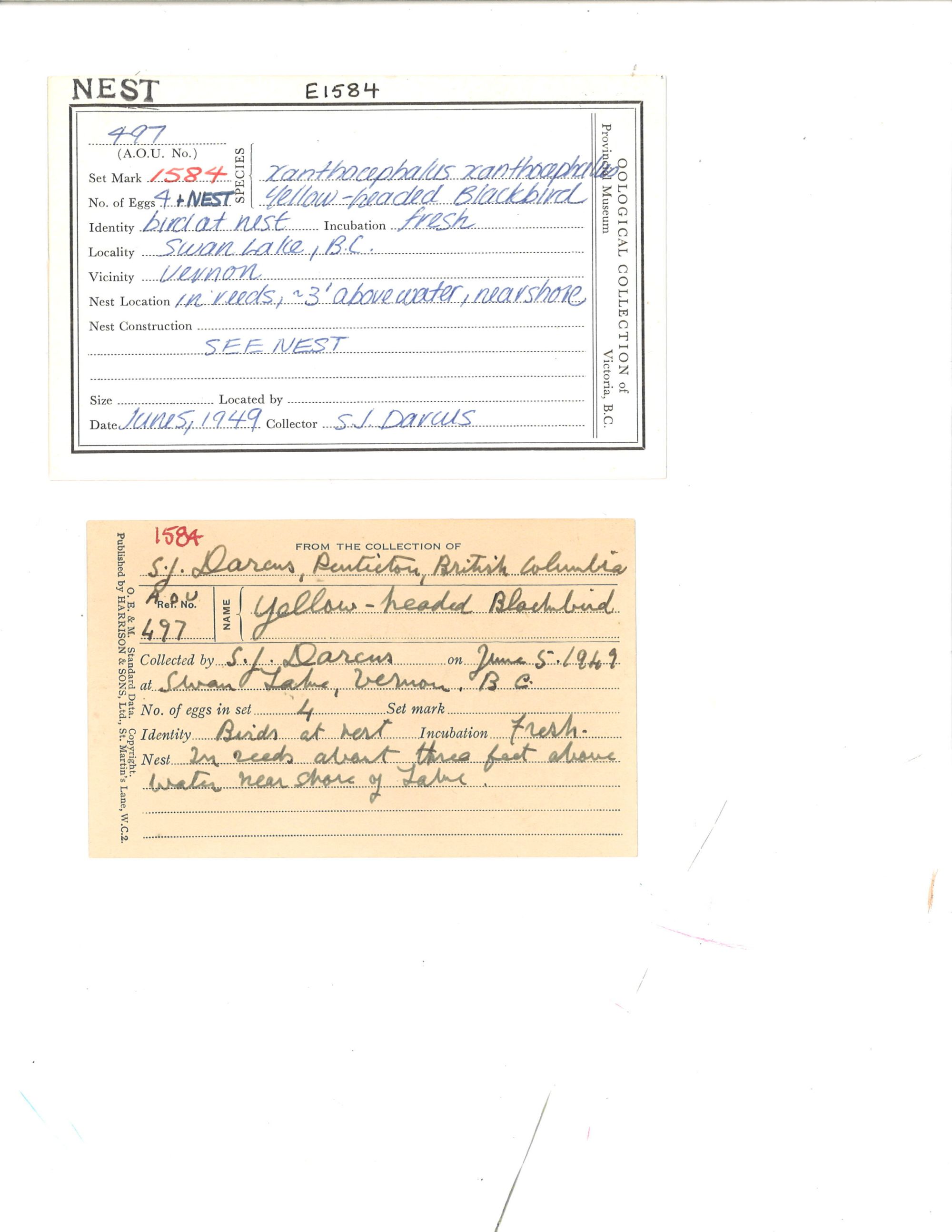 Image representing Xanthocephalus xanthocephalus.