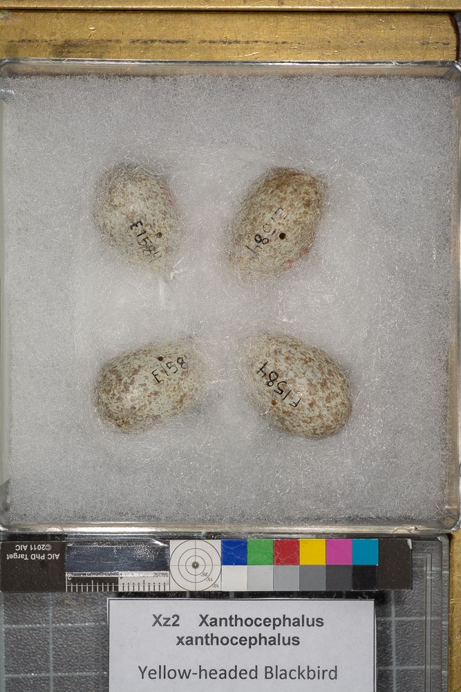 Image représentant Xanthocephalus xanthocephalus